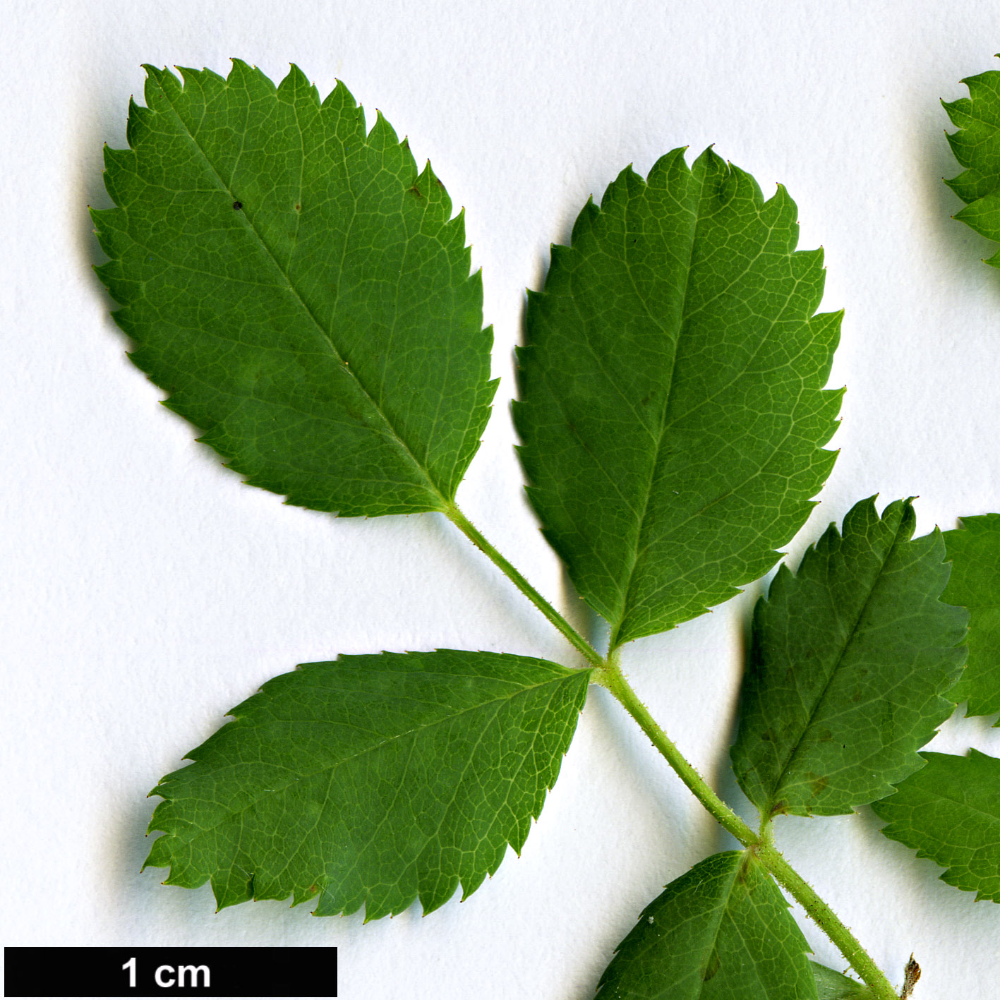 High resolution image: Family: Rosaceae - Genus: Rosa - Taxon: fedtschenkoana High resolution image: Family: Rosaceae - Genus: Rosa - Taxon: fedtschenkoana