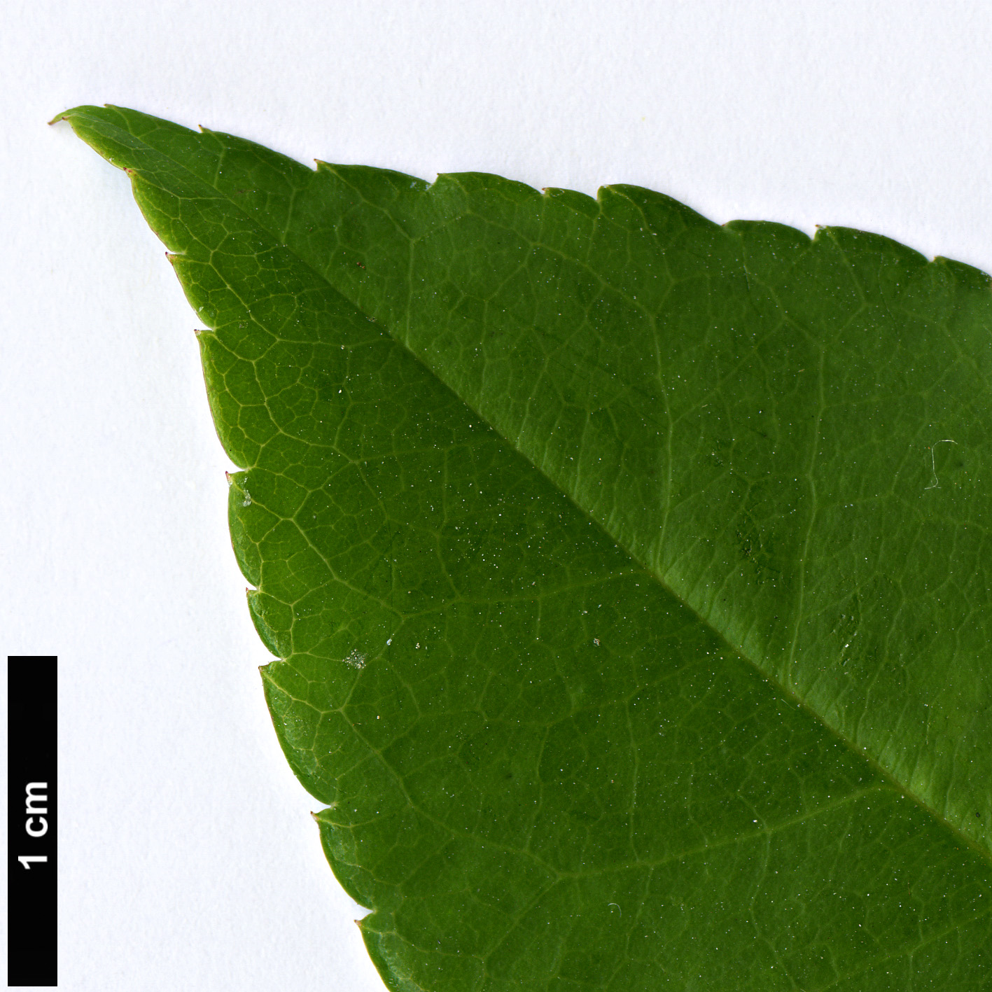 High resolution image: Family: Rosaceae - Genus: Rosa - Taxon: gigantea