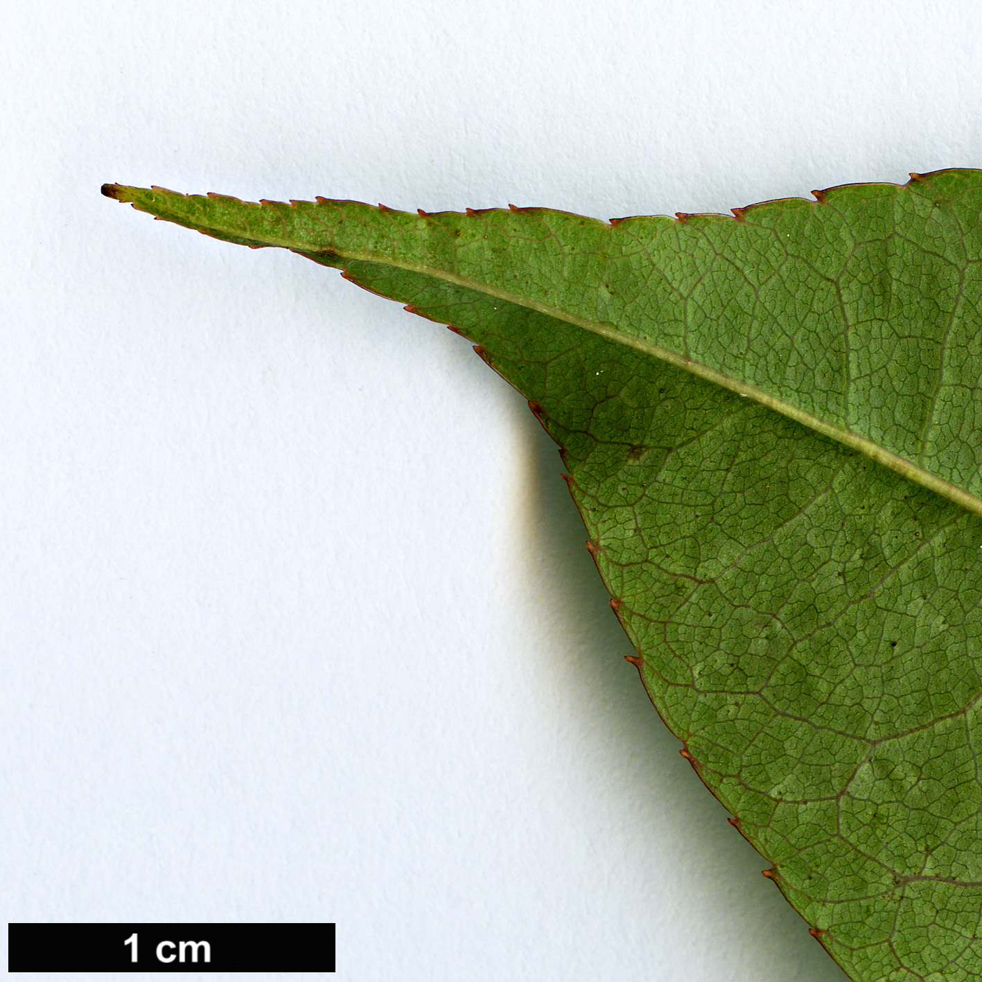 High resolution image: Family: Rosaceae - Genus: Rosa - Taxon: gigantea