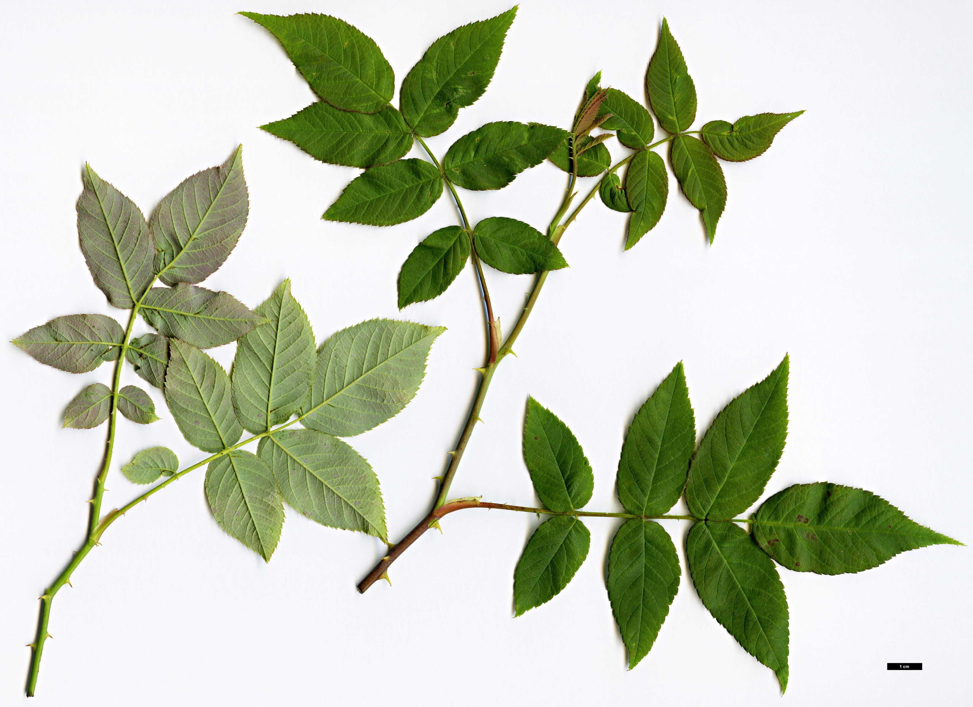 High resolution image: Family: Rosaceae - Genus: Rosa - Taxon: glomerata High resolution image: Family: Rosaceae - Genus: Rosa - Taxon: glomerata