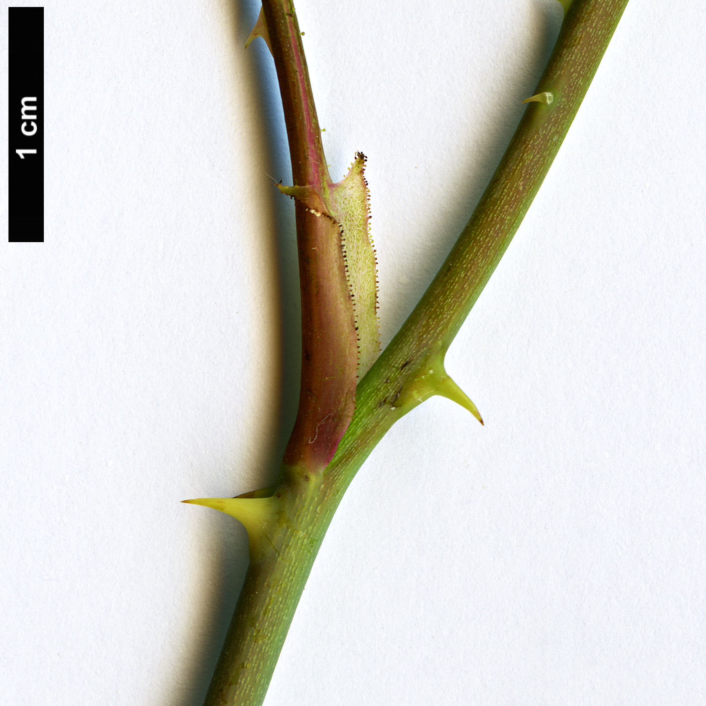 High resolution image: Family: Rosaceae - Genus: Rosa - Taxon: glomerata