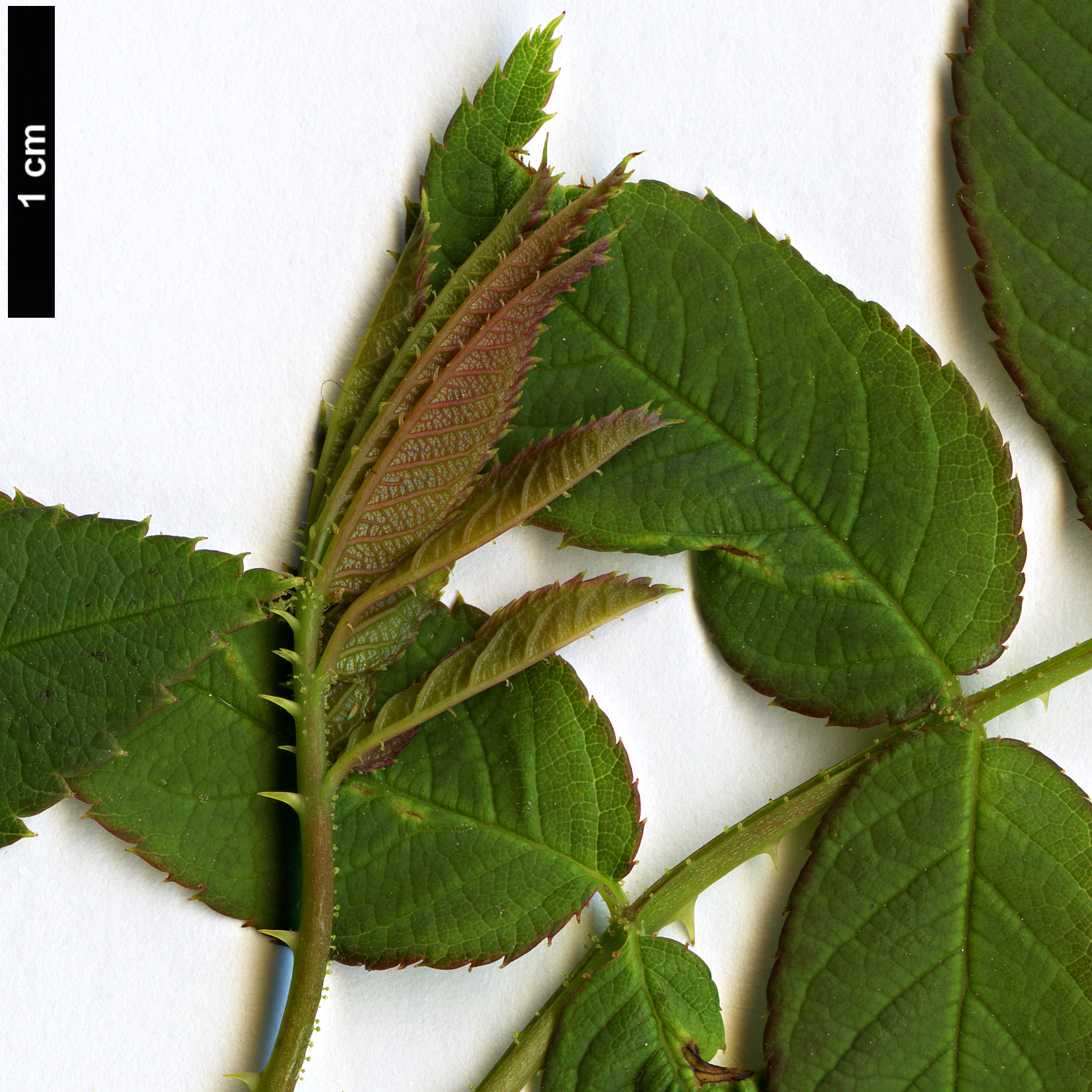 High resolution image: Family: Rosaceae - Genus: Rosa - Taxon: glomerata High resolution image: Family: Rosaceae - Genus: Rosa - Taxon: glomerata