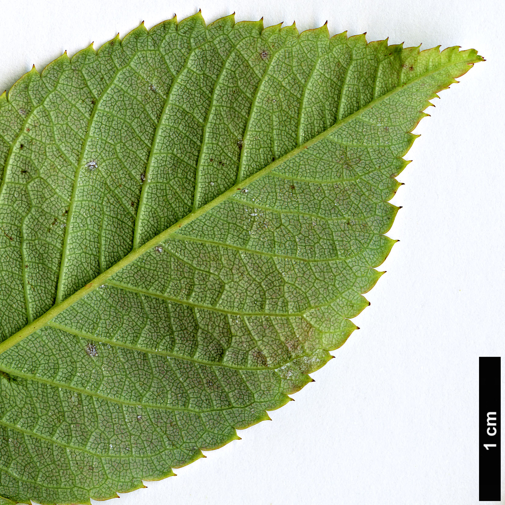 High resolution image: Family: Rosaceae - Genus: Rosa - Taxon: glomerata High resolution image: Family: Rosaceae - Genus: Rosa - Taxon: glomerata