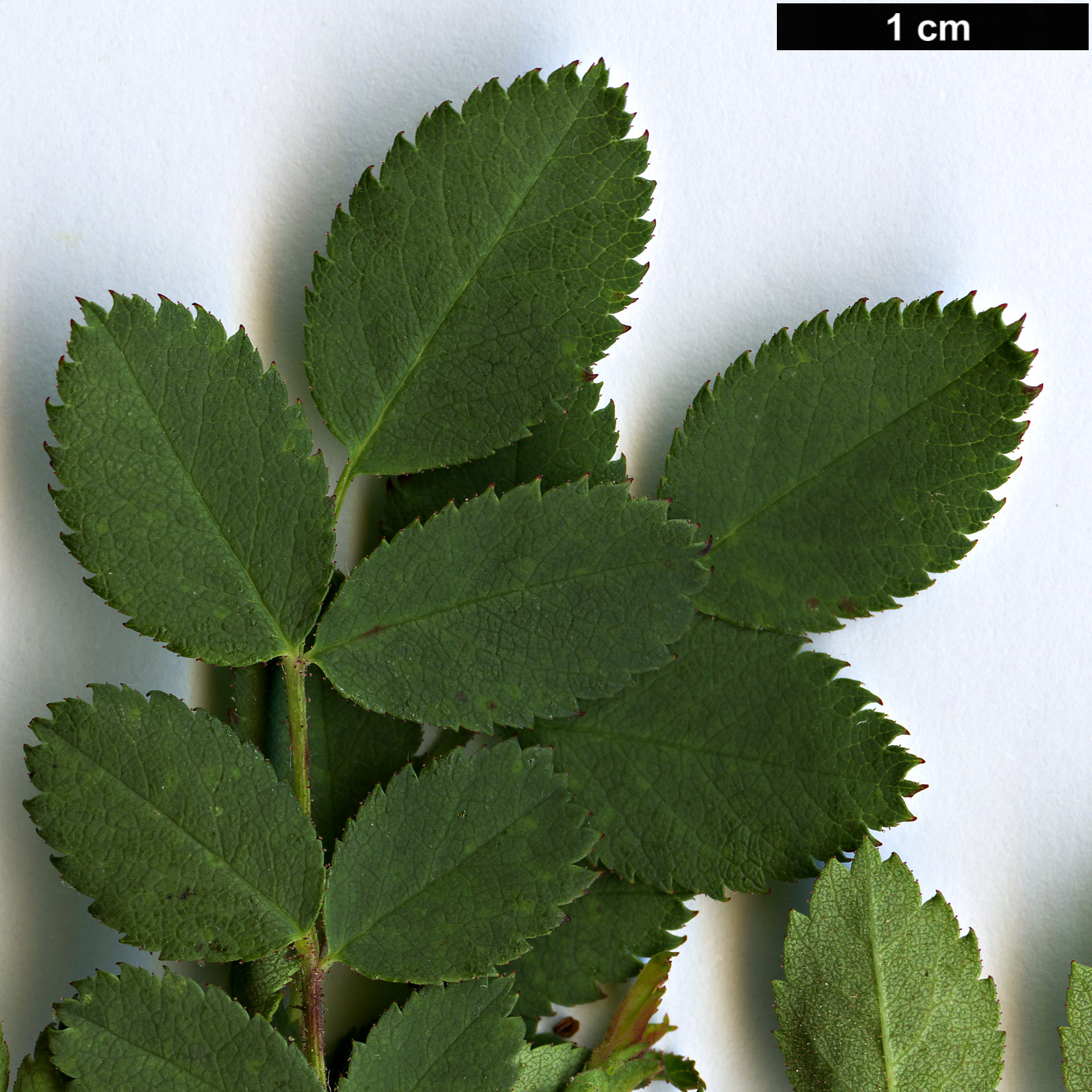 High resolution image: Family: Rosaceae - Genus: Rosa - Taxon: gymnocarpa