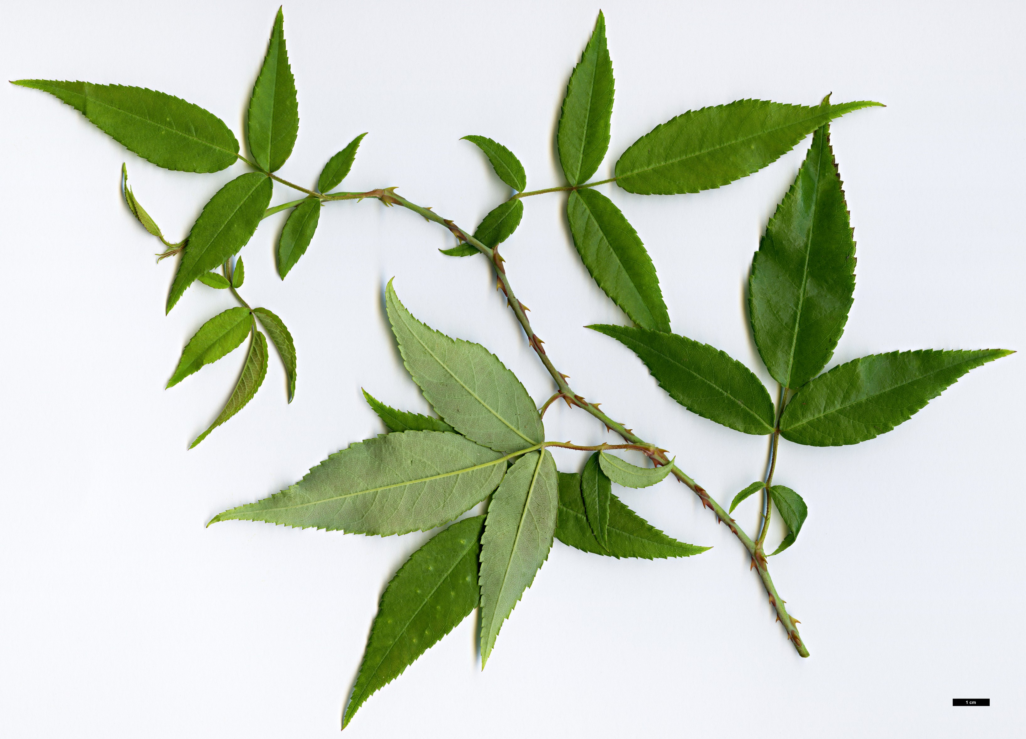 High resolution image: Family: Rosaceae - Genus: Rosa - Taxon: henryi High resolution image: Family: Rosaceae - Genus: Rosa - Taxon: henryi