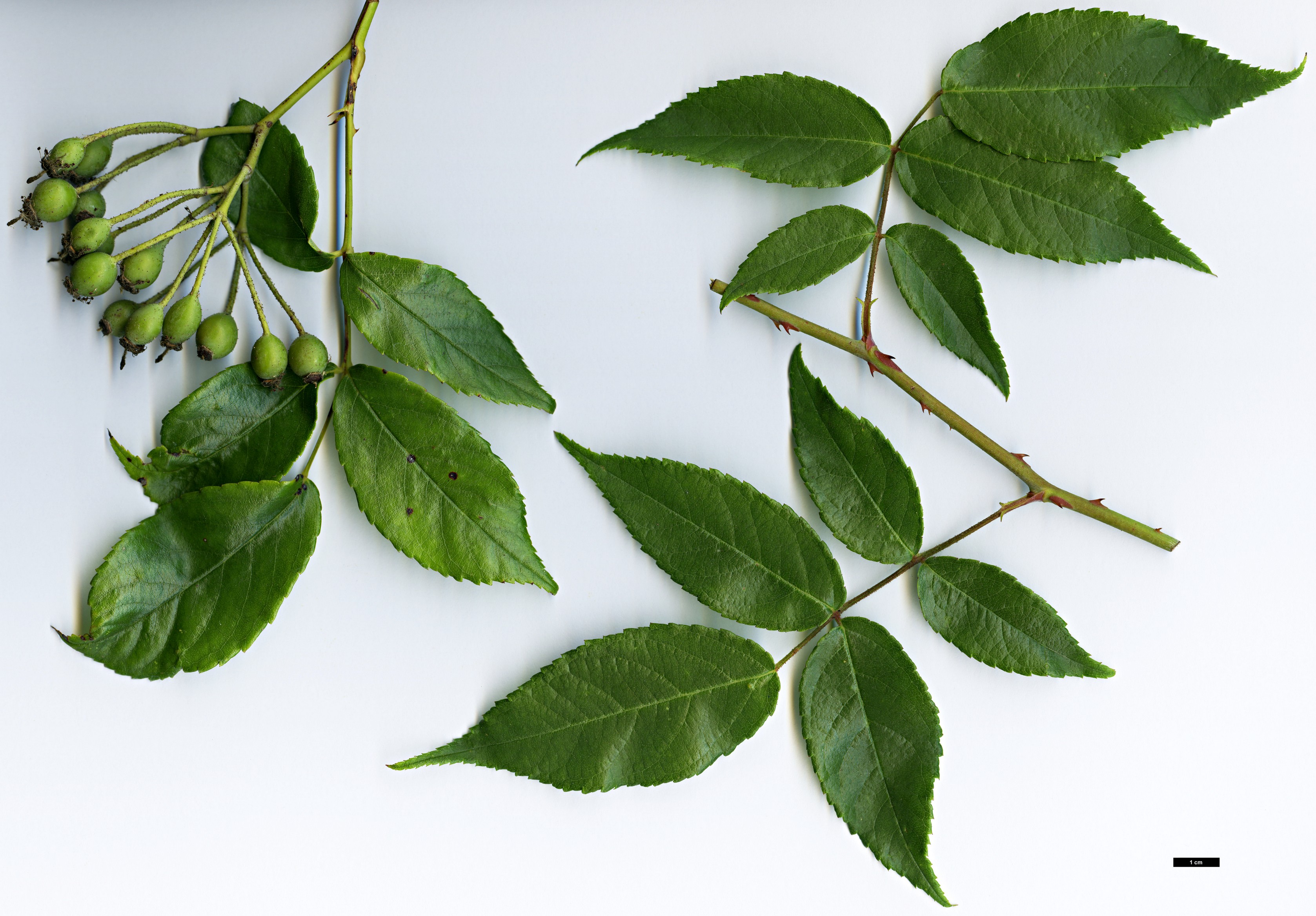 High resolution image: Family: Rosaceae - Genus: Rosa - Taxon: henryi High resolution image: Family: Rosaceae - Genus: Rosa - Taxon: henryi