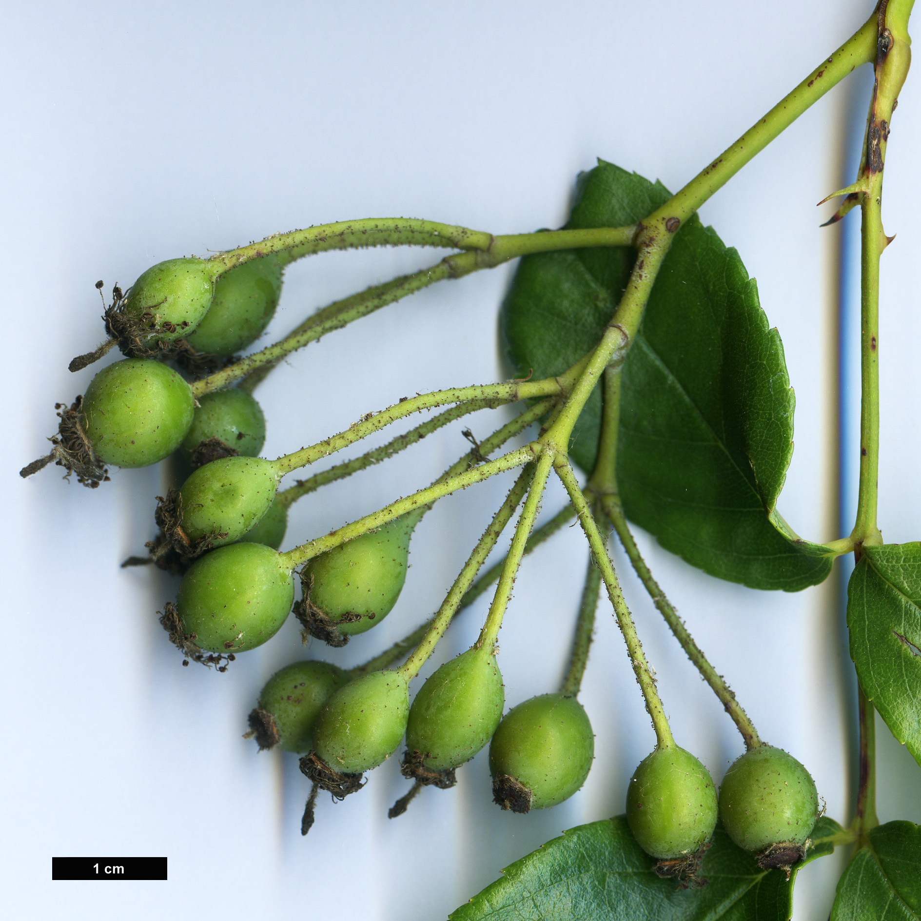 High resolution image: Family: Rosaceae - Genus: Rosa - Taxon: henryi