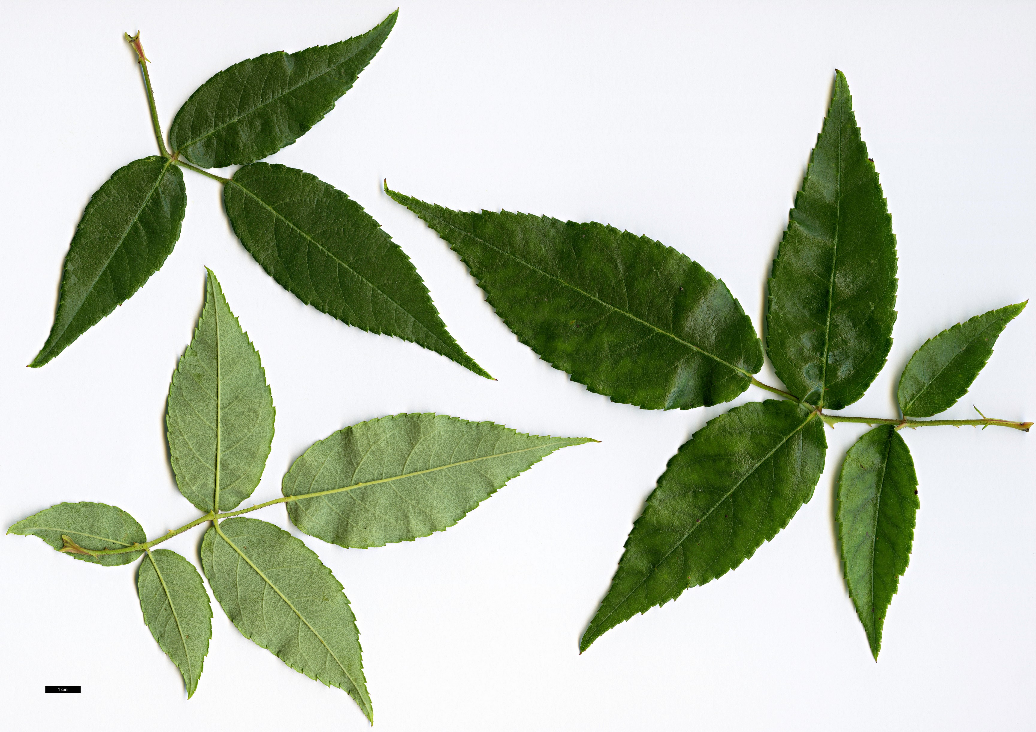 High resolution image: Family: Rosaceae - Genus: Rosa - Taxon: henryi High resolution image: Family: Rosaceae - Genus: Rosa - Taxon: henryi