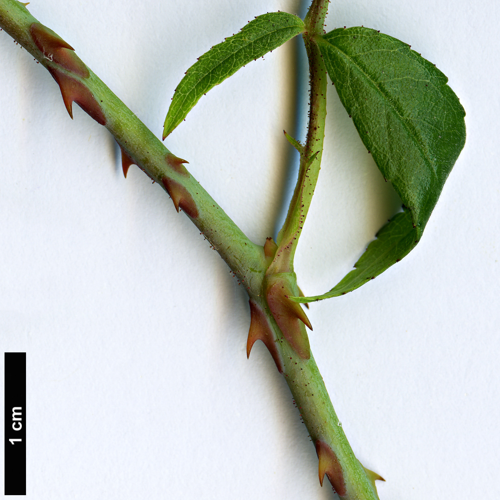 High resolution image: Family: Rosaceae - Genus: Rosa - Taxon: henryi High resolution image: Family: Rosaceae - Genus: Rosa - Taxon: henryi