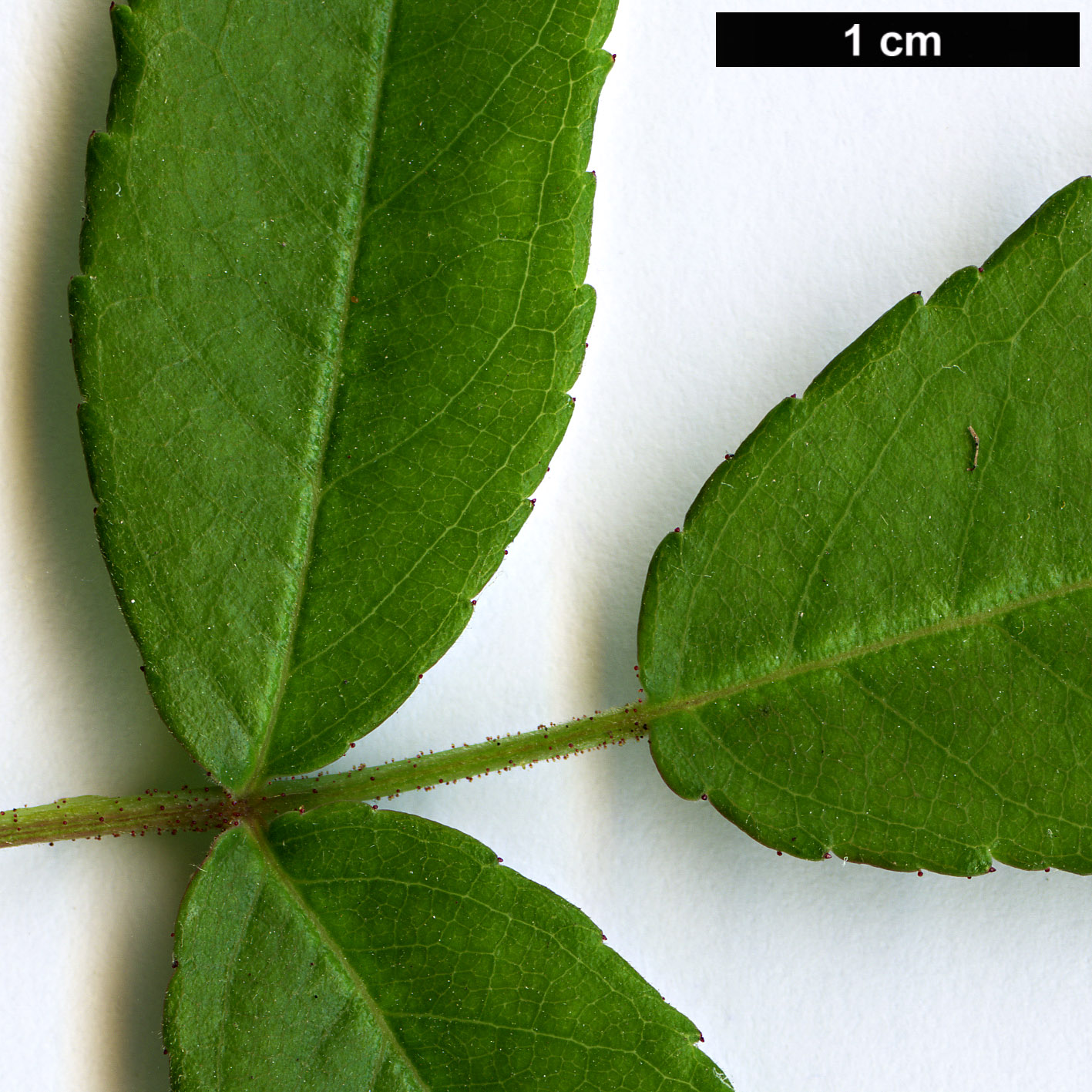 High resolution image: Family: Rosaceae - Genus: Rosa - Taxon: henryi