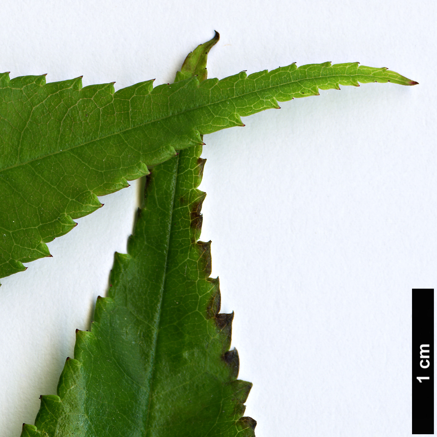 High resolution image: Family: Rosaceae - Genus: Rosa - Taxon: henryi High resolution image: Family: Rosaceae - Genus: Rosa - Taxon: henryi