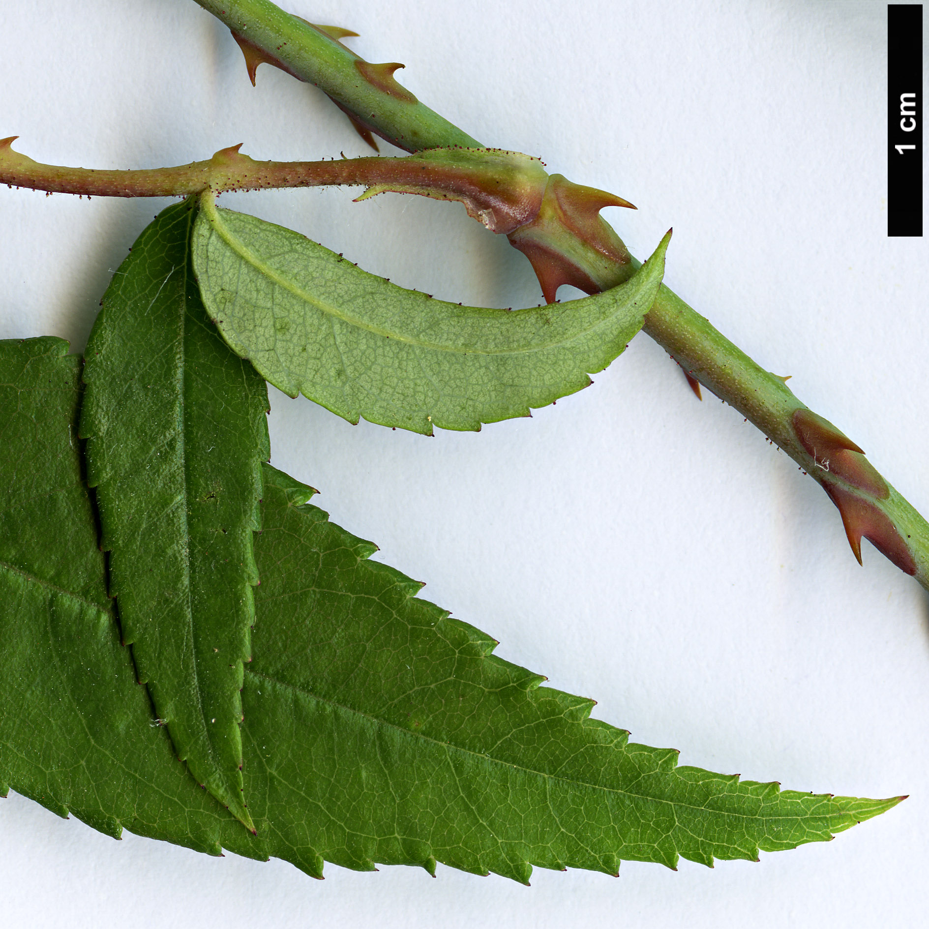 High resolution image: Family: Rosaceae - Genus: Rosa - Taxon: henryi High resolution image: Family: Rosaceae - Genus: Rosa - Taxon: henryi