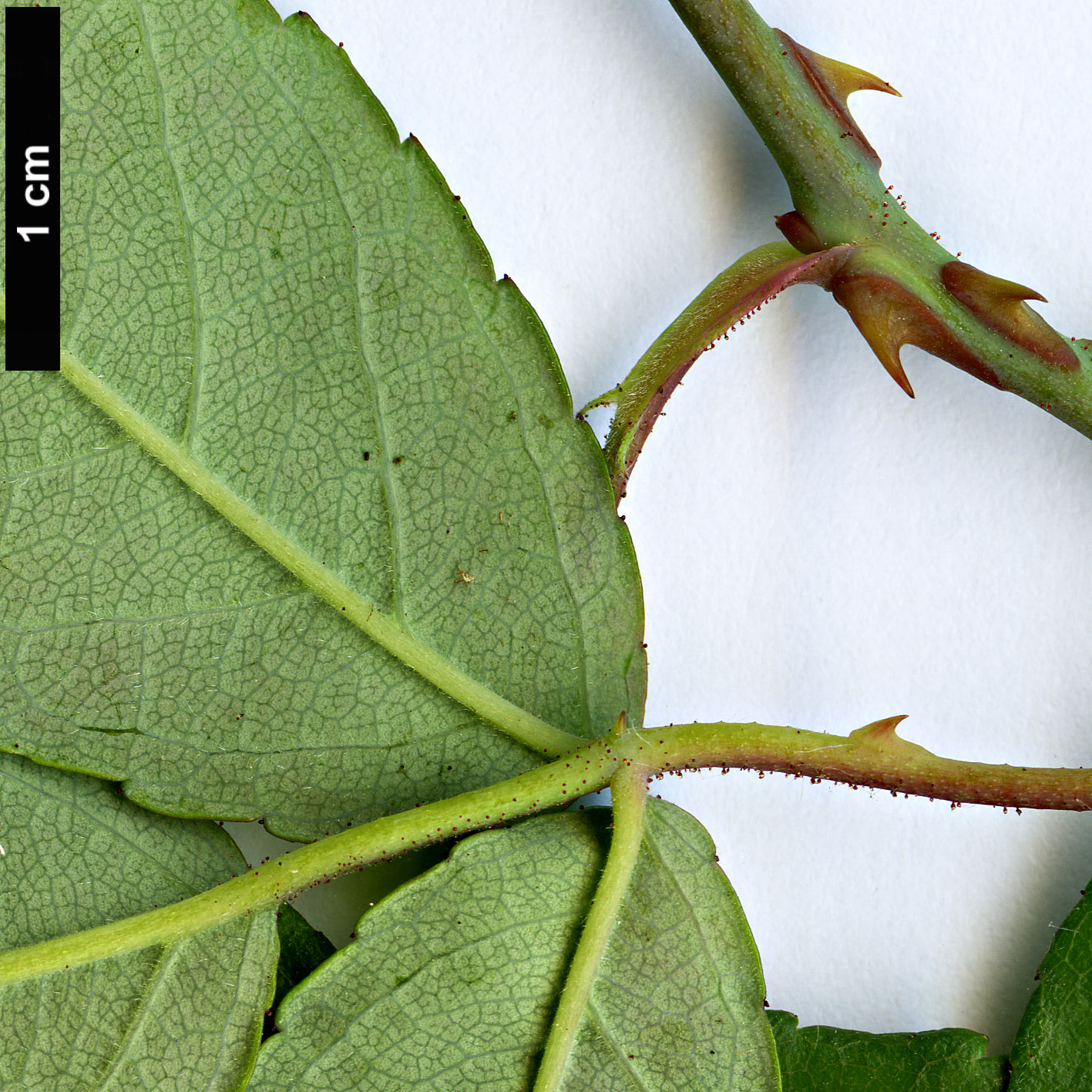 High resolution image: Family: Rosaceae - Genus: Rosa - Taxon: henryi High resolution image: Family: Rosaceae - Genus: Rosa - Taxon: henryi