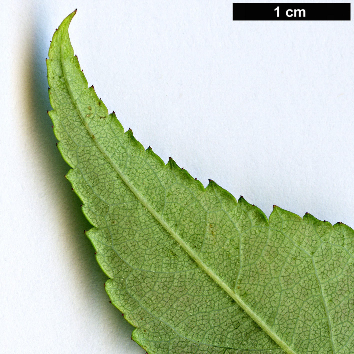 High resolution image: Family: Rosaceae - Genus: Rosa - Taxon: henryi High resolution image: Family: Rosaceae - Genus: Rosa - Taxon: henryi