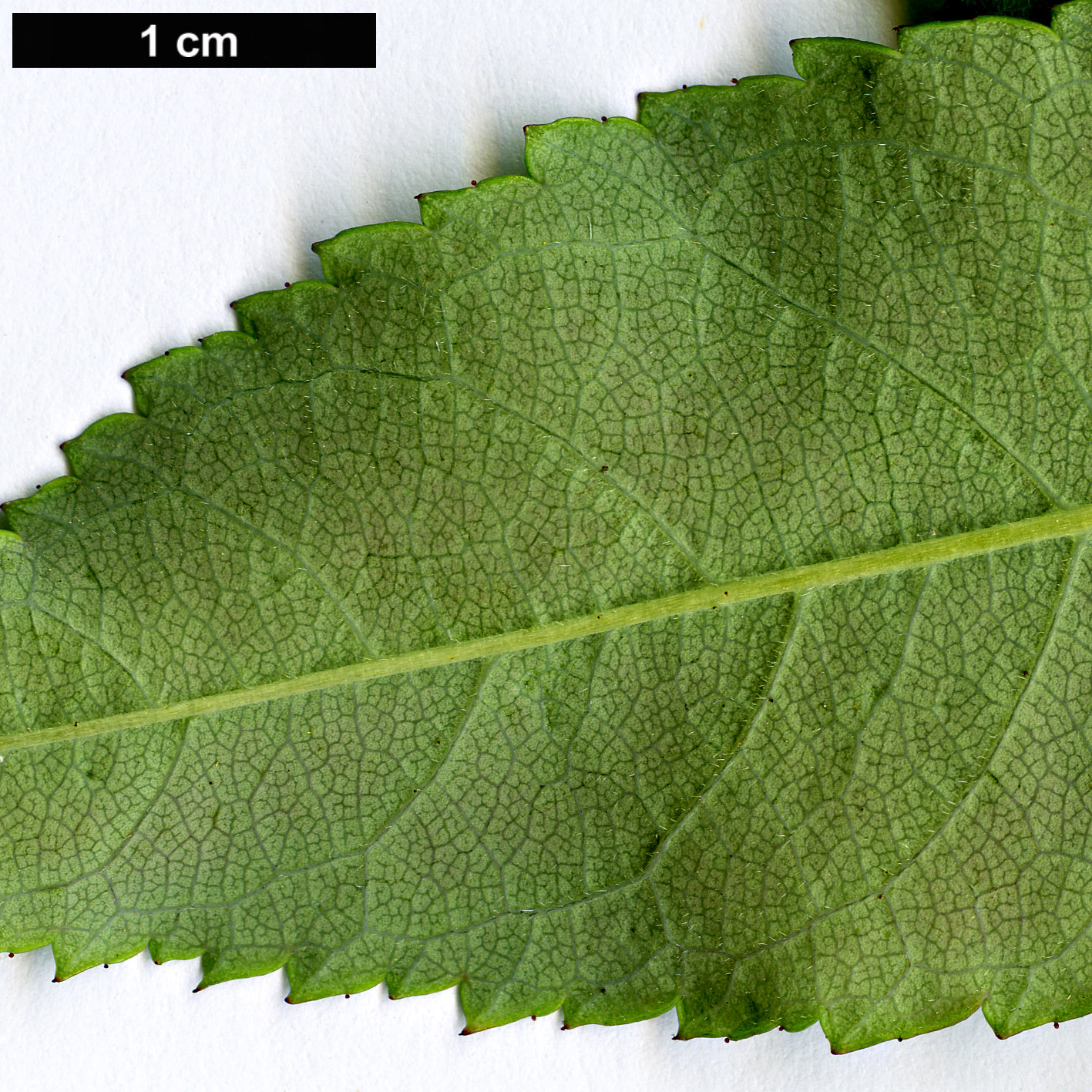 High resolution image: Family: Rosaceae - Genus: Rosa - Taxon: henryi High resolution image: Family: Rosaceae - Genus: Rosa - Taxon: henryi