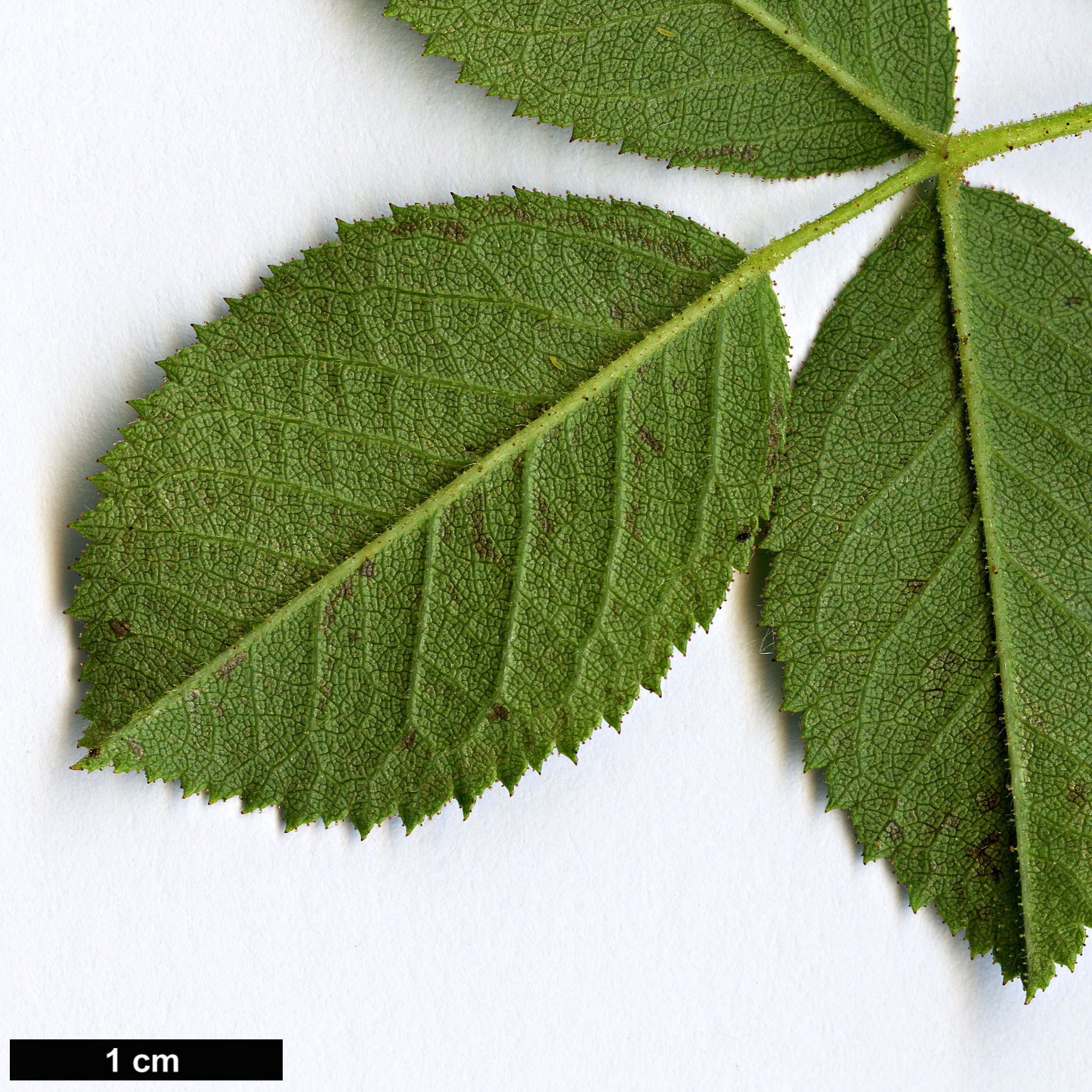 High resolution image: Family: Rosaceae - Genus: Rosa - Taxon: inodora