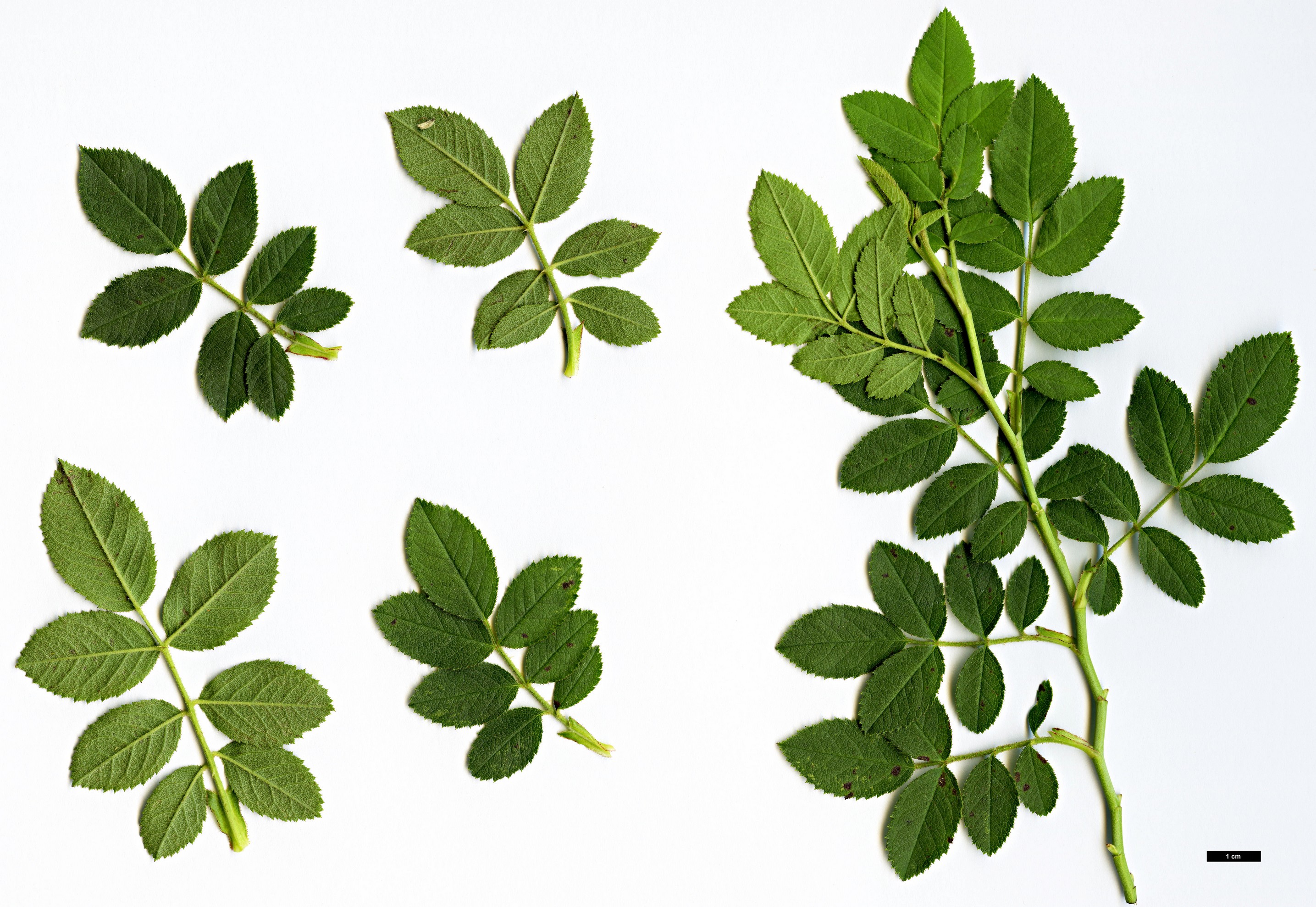 High resolution image: Family: Rosaceae - Genus: Rosa - Taxon: inodora High resolution image: Family: Rosaceae - Genus: Rosa - Taxon: inodora