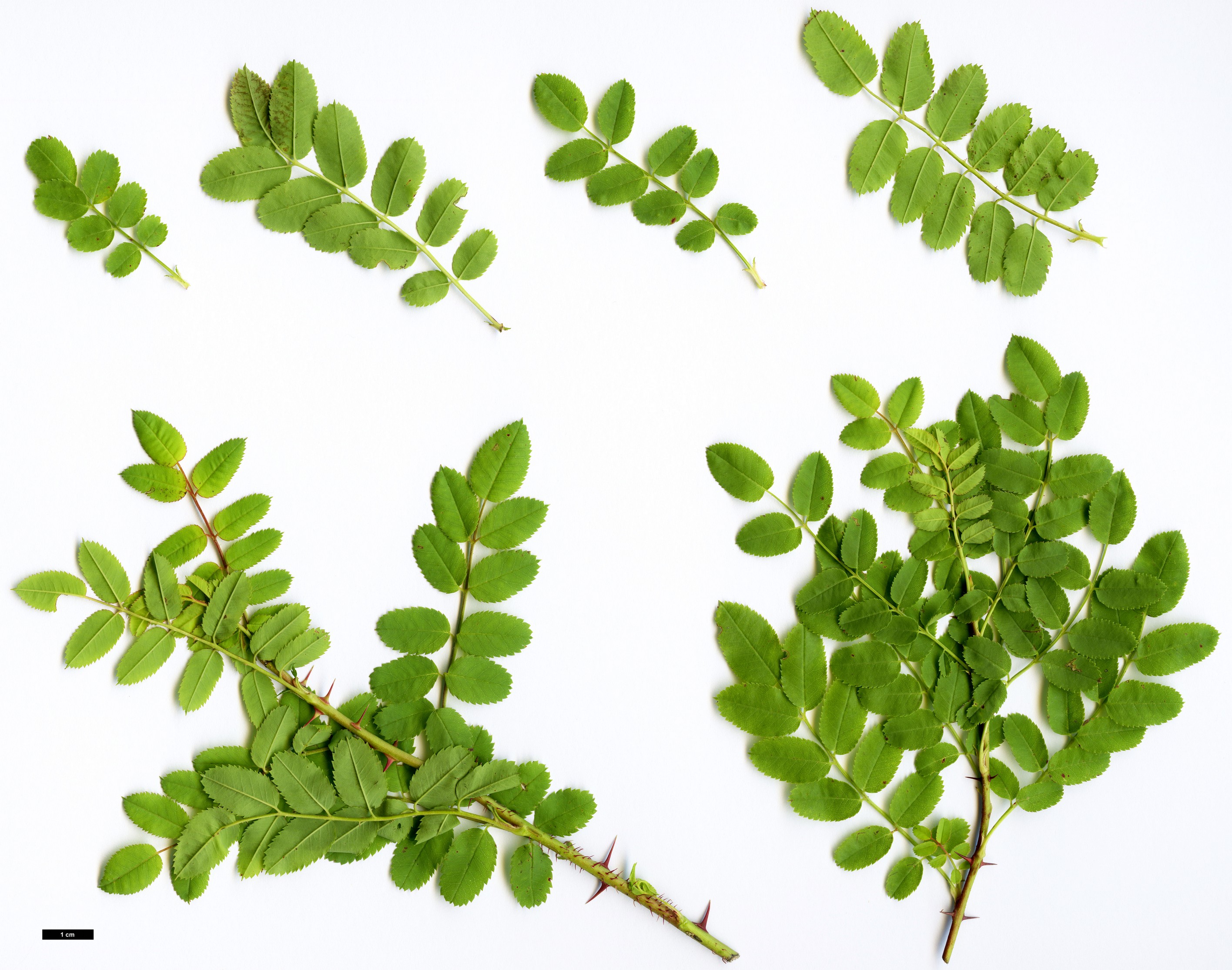 High resolution image: Family: Rosaceae - Genus: Rosa - Taxon: kokanica High resolution image: Family: Rosaceae - Genus: Rosa - Taxon: kokanica