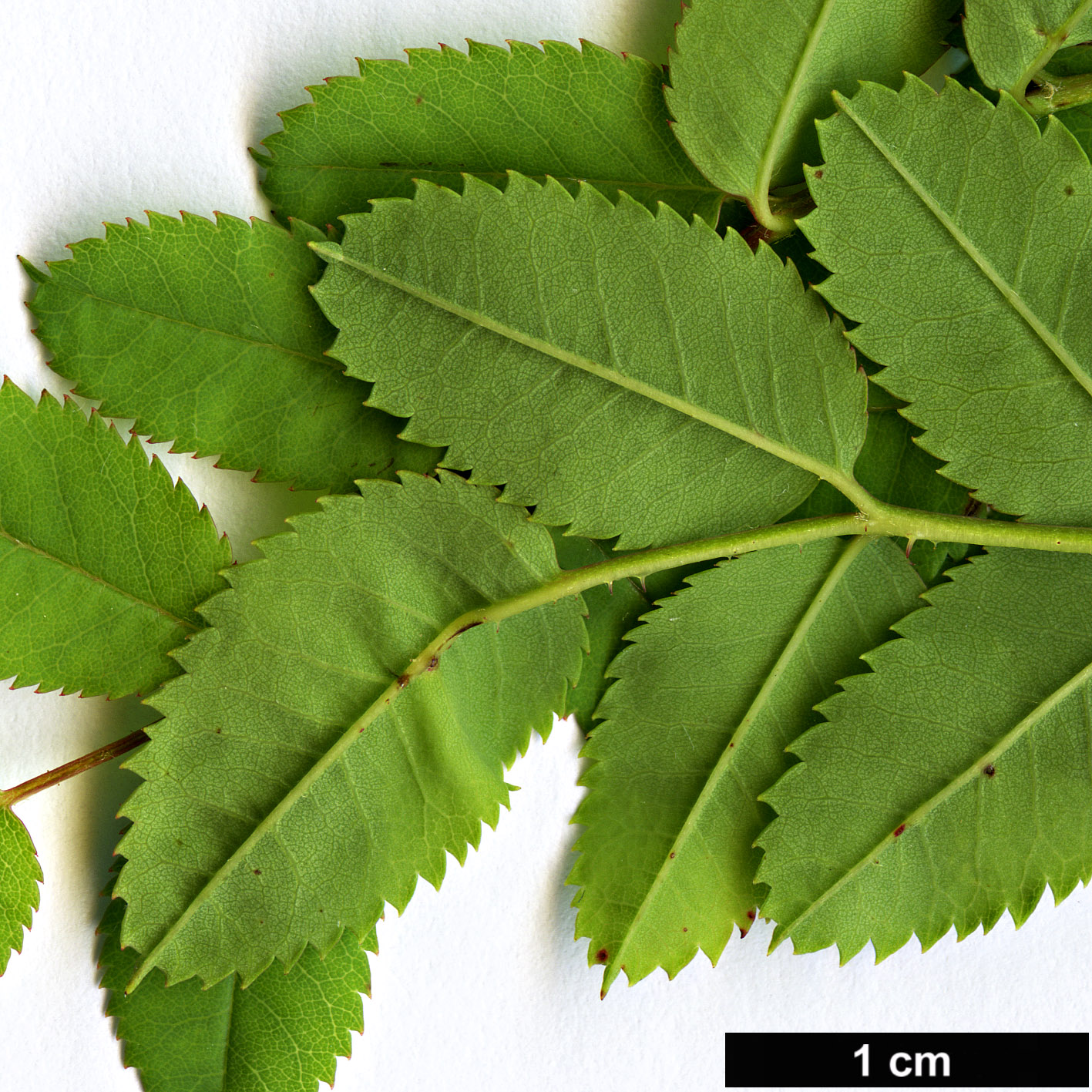 High resolution image: Family: Rosaceae - Genus: Rosa - Taxon: kokanica High resolution image: Family: Rosaceae - Genus: Rosa - Taxon: kokanica