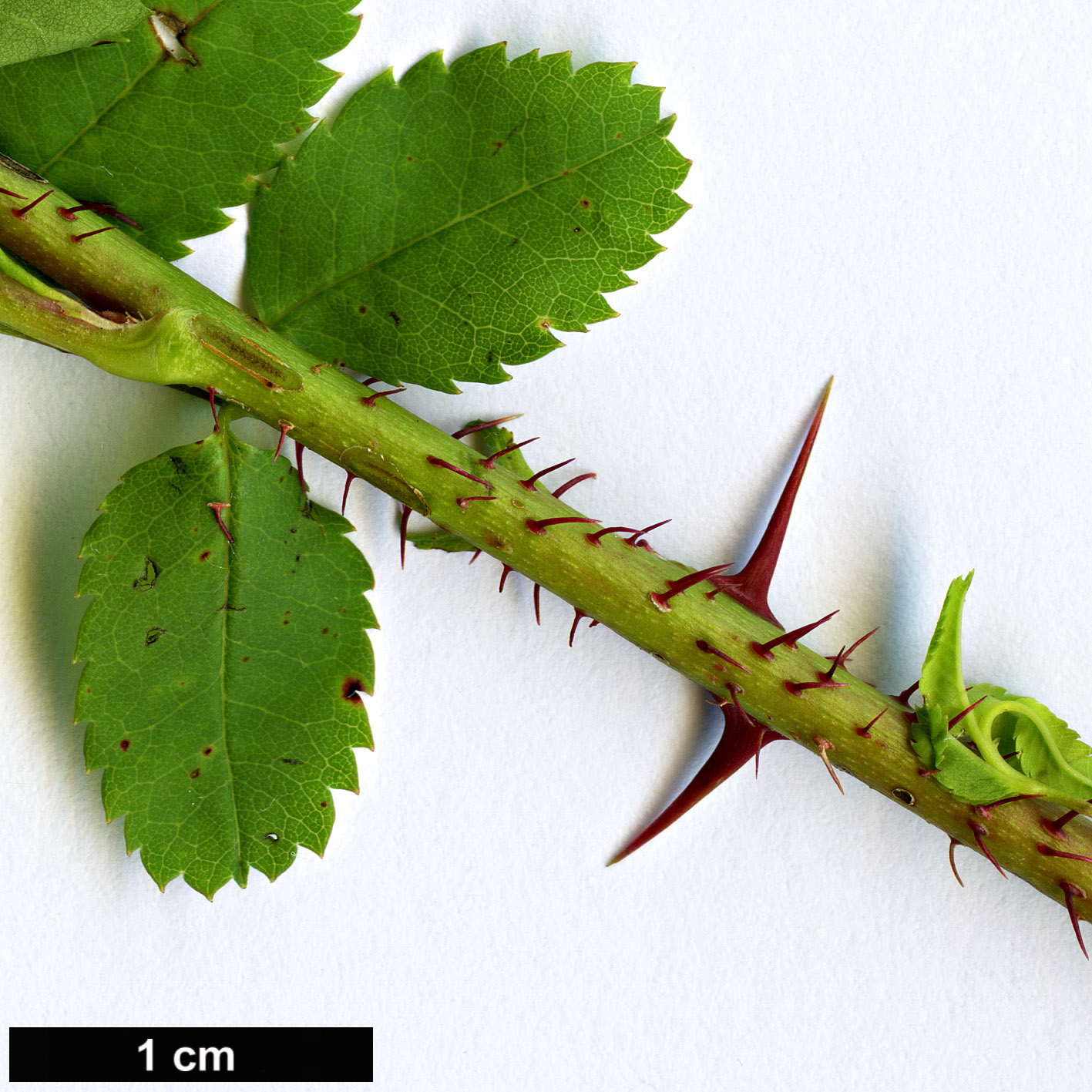 High resolution image: Family: Rosaceae - Genus: Rosa - Taxon: kokanica High resolution image: Family: Rosaceae - Genus: Rosa - Taxon: kokanica