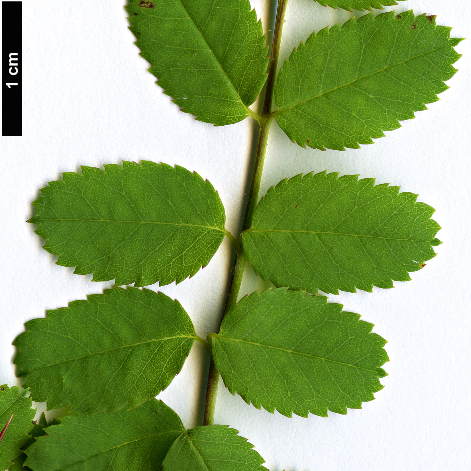 High resolution image: Family: Rosaceae - Genus: Rosa - Taxon: kokanica High resolution image: Family: Rosaceae - Genus: Rosa - Taxon: kokanica