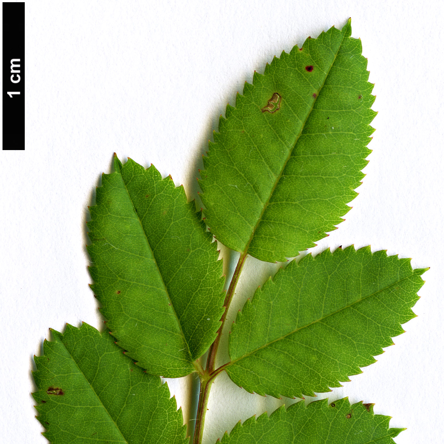 High resolution image: Family: Rosaceae - Genus: Rosa - Taxon: kokanica High resolution image: Family: Rosaceae - Genus: Rosa - Taxon: kokanica