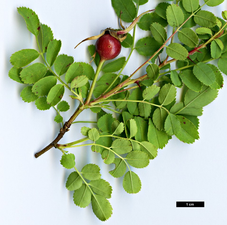 High resolution image: Family: Rosaceae - Genus: Rosa - Taxon: kokanica High resolution image: Family: Rosaceae - Genus: Rosa - Taxon: kokanica