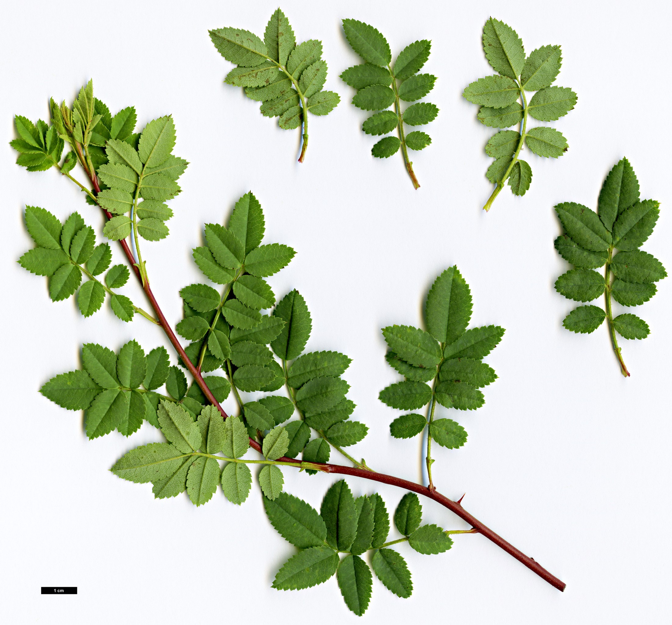 High resolution image: Family: Rosaceae - Genus: Rosa - Taxon: kokanica High resolution image: Family: Rosaceae - Genus: Rosa - Taxon: kokanica