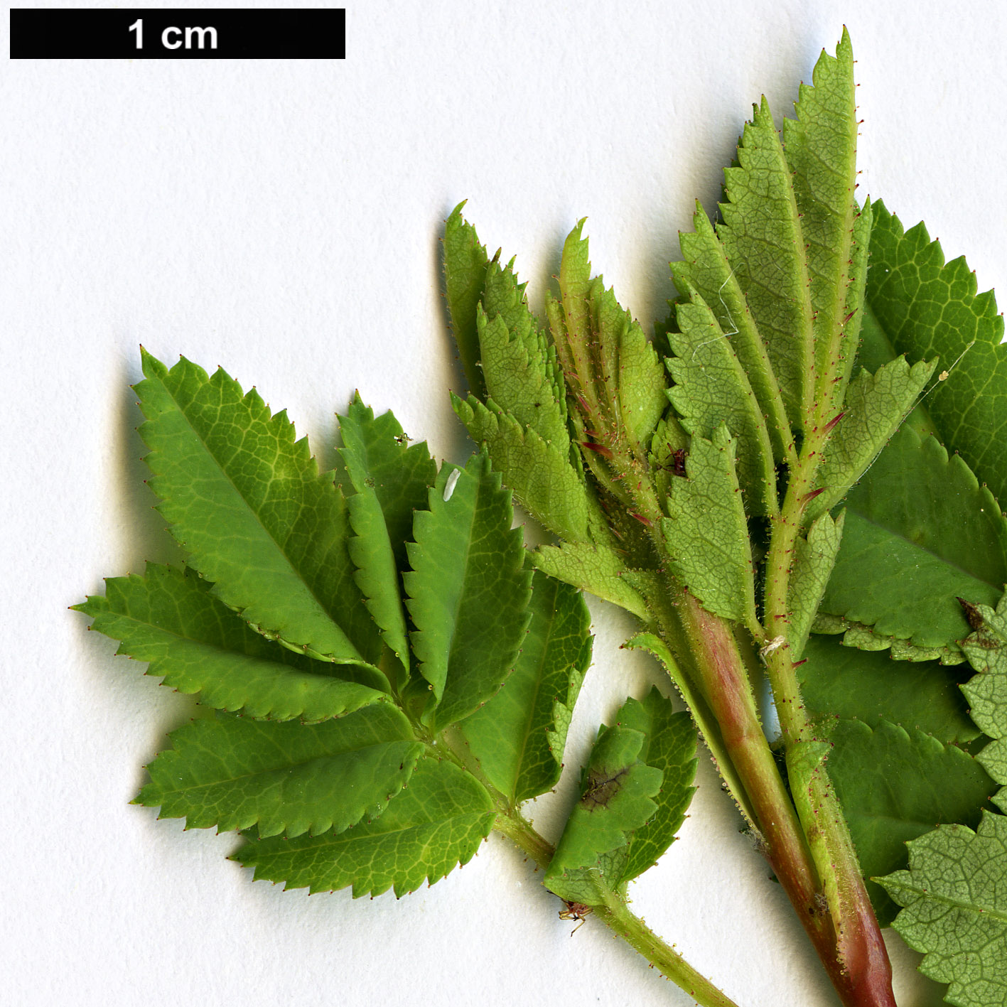 High resolution image: Family: Rosaceae - Genus: Rosa - Taxon: kokanica High resolution image: Family: Rosaceae - Genus: Rosa - Taxon: kokanica