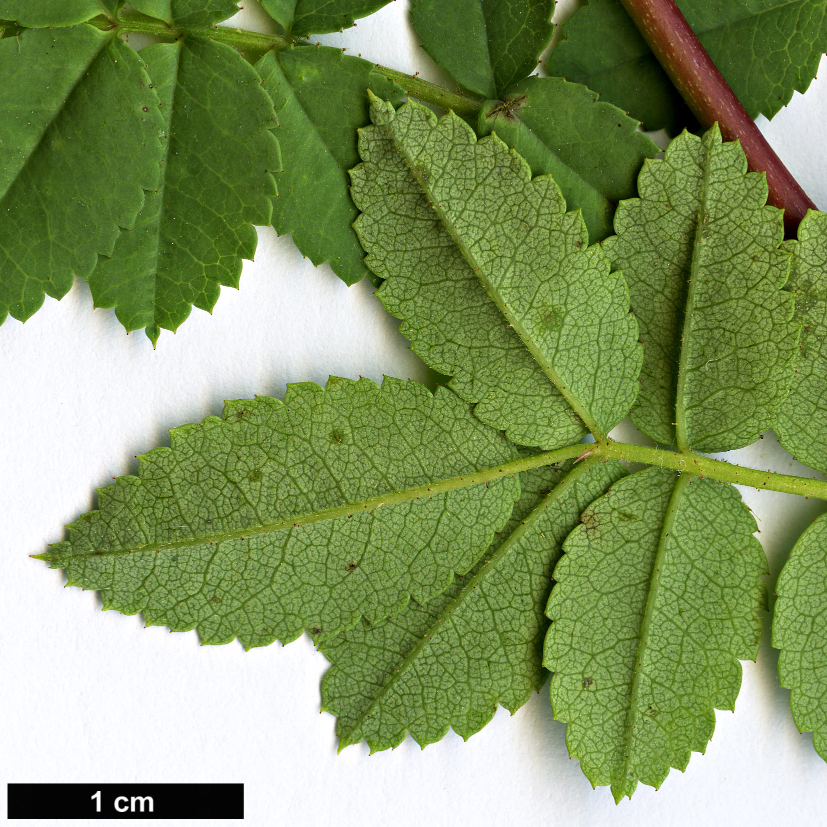 High resolution image: Family: Rosaceae - Genus: Rosa - Taxon: kokanica High resolution image: Family: Rosaceae - Genus: Rosa - Taxon: kokanica