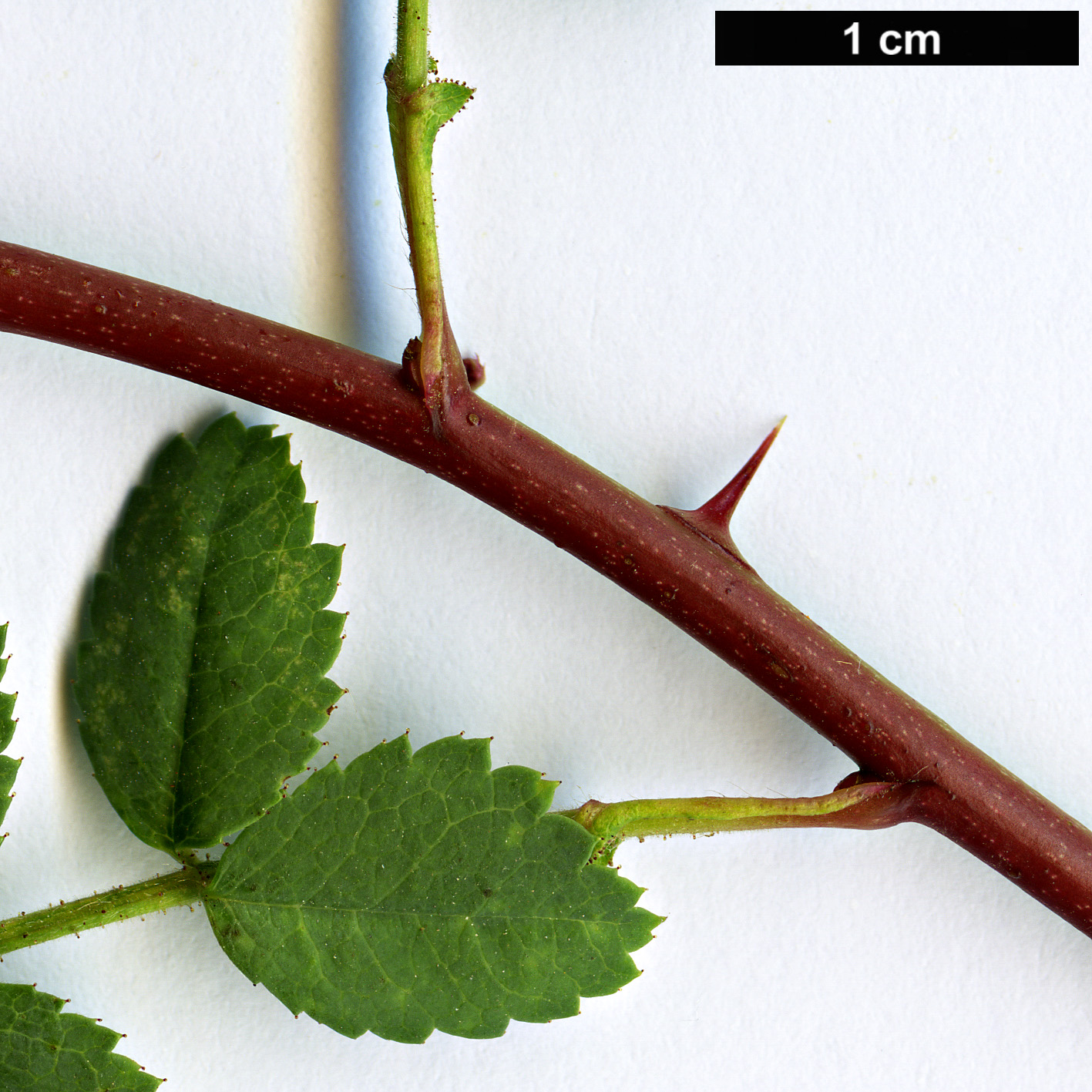 High resolution image: Family: Rosaceae - Genus: Rosa - Taxon: kokanica High resolution image: Family: Rosaceae - Genus: Rosa - Taxon: kokanica