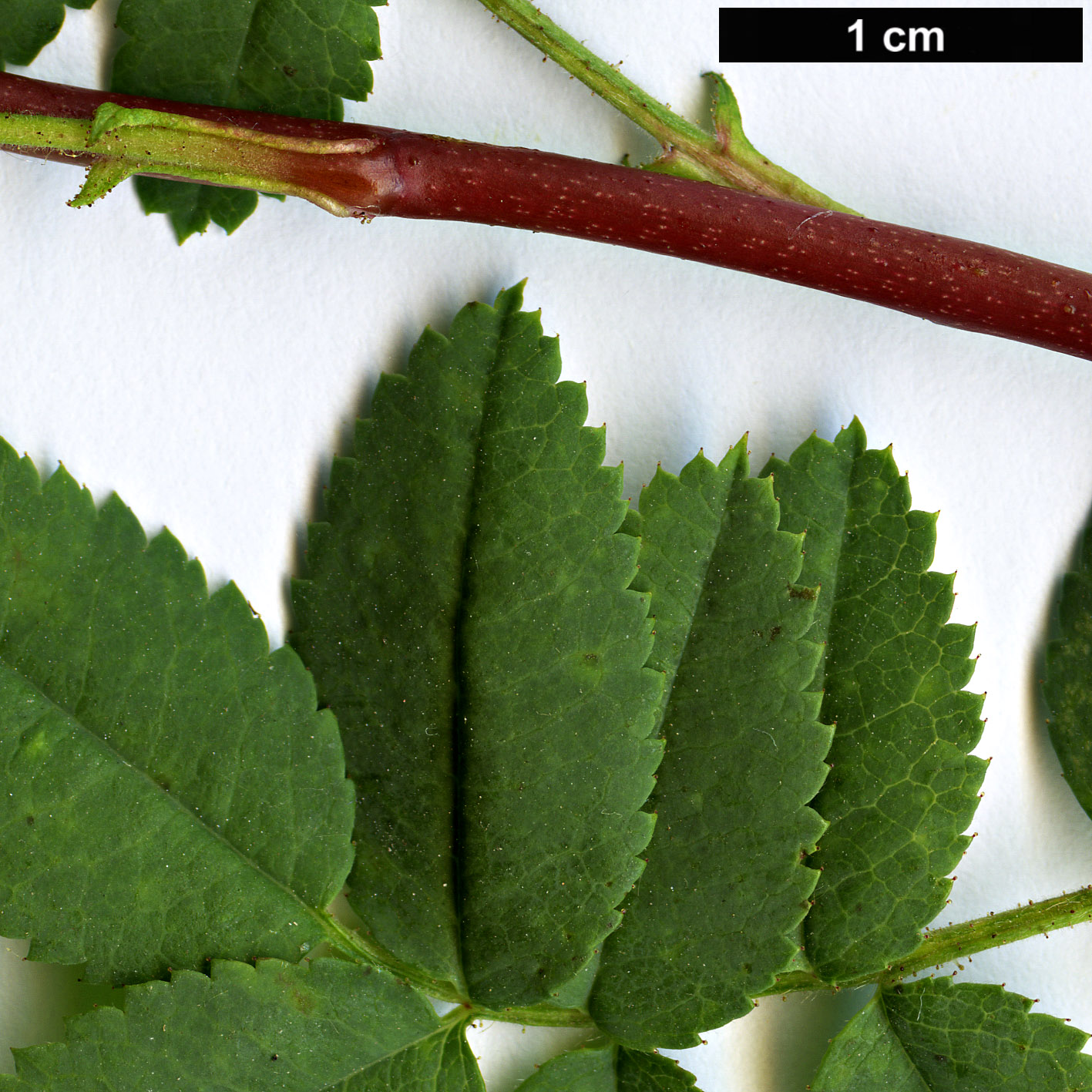 High resolution image: Family: Rosaceae - Genus: Rosa - Taxon: kokanica High resolution image: Family: Rosaceae - Genus: Rosa - Taxon: kokanica