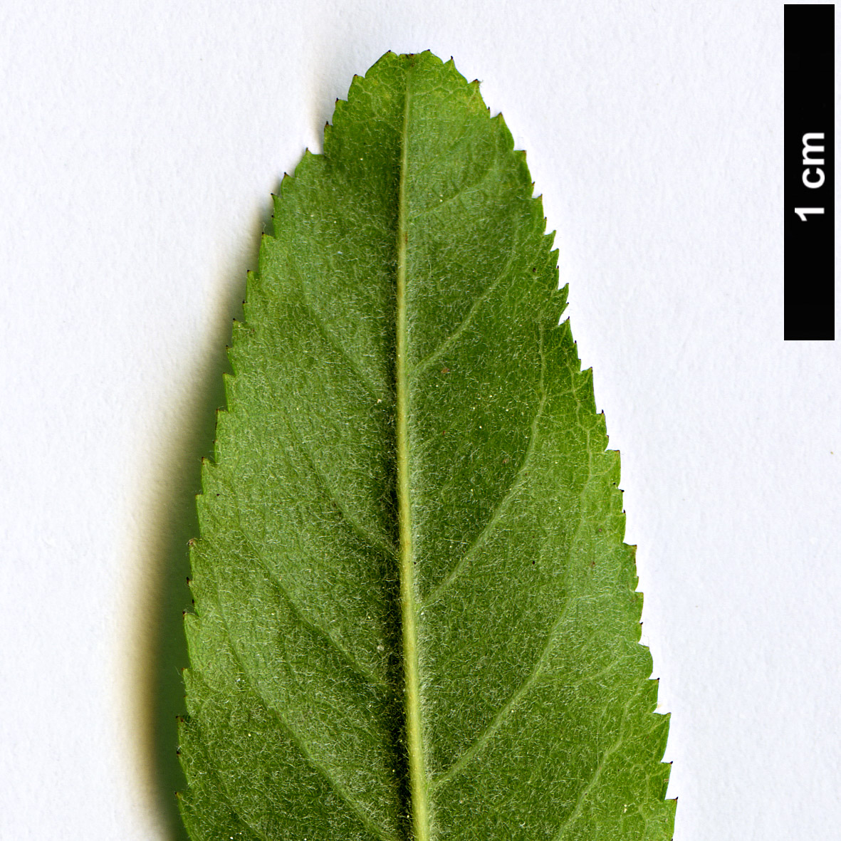 High resolution image: Family: Rosaceae - Genus: Rosa - Taxon: leschenaultiana