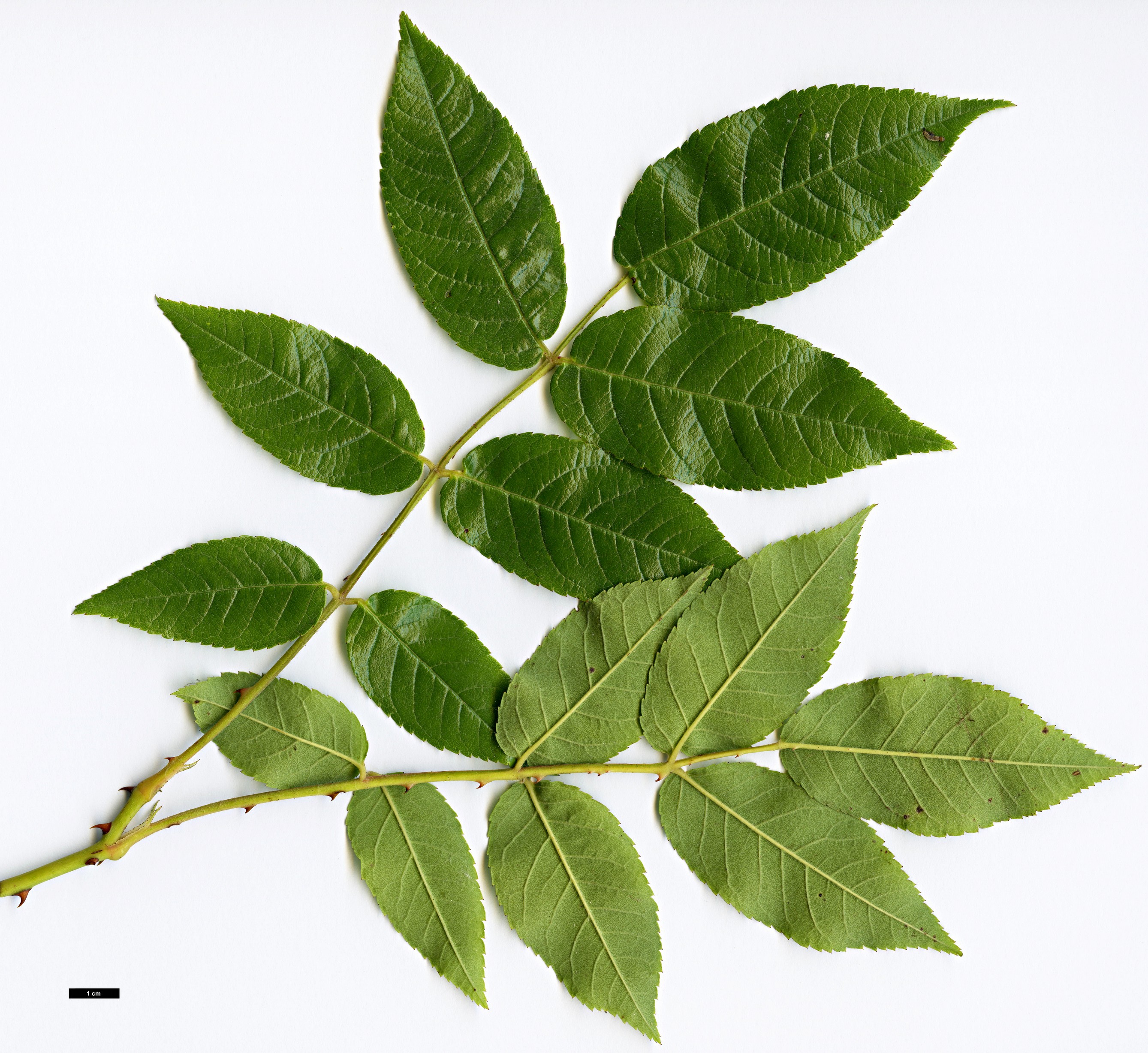 High resolution image: Family: Rosaceae - Genus: Rosa - Taxon: longicuspis High resolution image: Family: Rosaceae - Genus: Rosa - Taxon: longicuspis