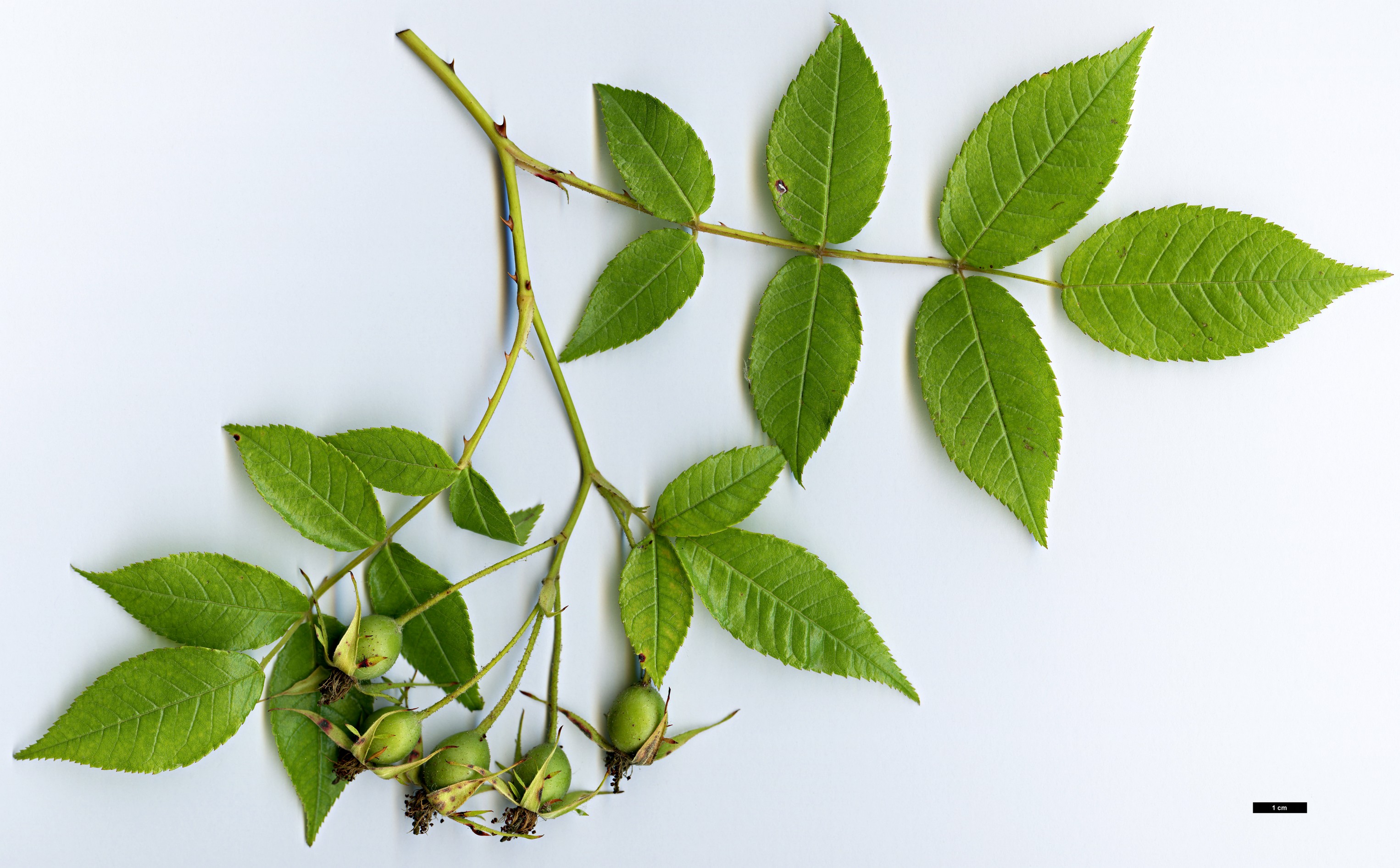 High resolution image: Family: Rosaceae - Genus: Rosa - Taxon: longicuspis High resolution image: Family: Rosaceae - Genus: Rosa - Taxon: longicuspis