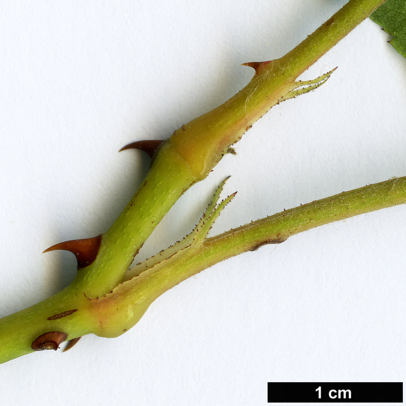 High resolution image: Family: Rosaceae - Genus: Rosa - Taxon: longicuspis