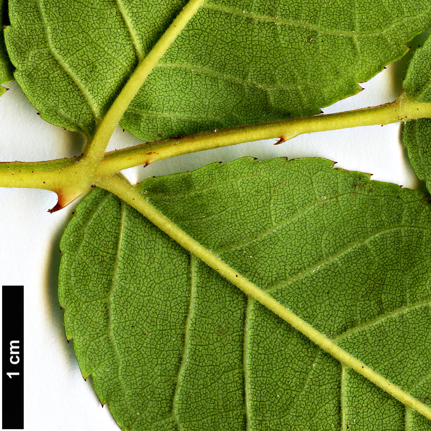 High resolution image: Family: Rosaceae - Genus: Rosa - Taxon: longicuspis High resolution image: Family: Rosaceae - Genus: Rosa - Taxon: longicuspis