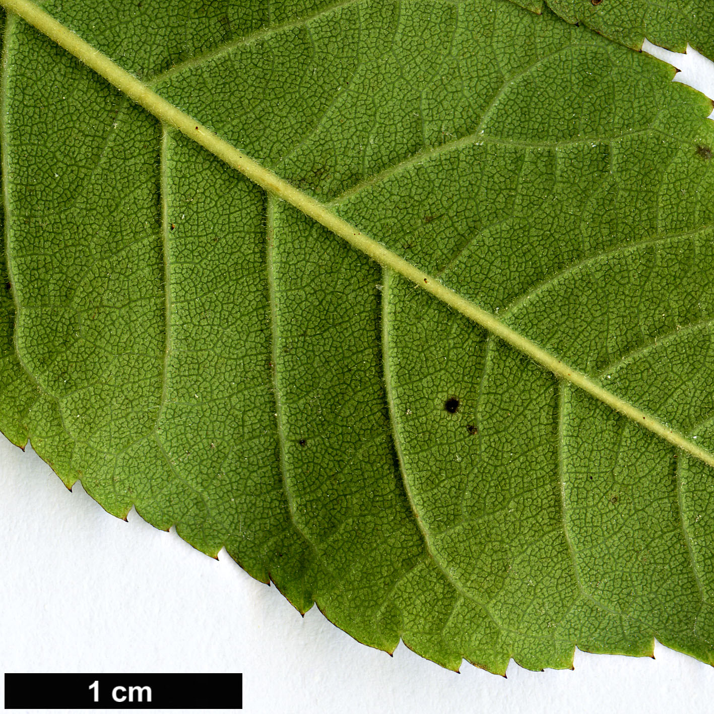 High resolution image: Family: Rosaceae - Genus: Rosa - Taxon: longicuspis High resolution image: Family: Rosaceae - Genus: Rosa - Taxon: longicuspis