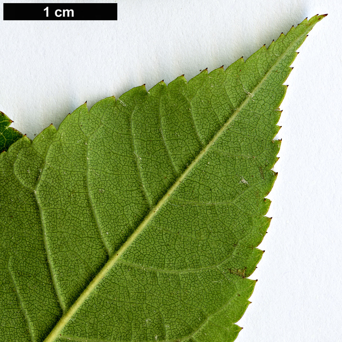 High resolution image: Family: Rosaceae - Genus: Rosa - Taxon: longicuspis High resolution image: Family: Rosaceae - Genus: Rosa - Taxon: longicuspis