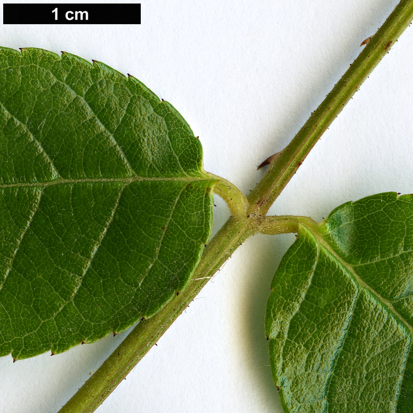 High resolution image: Family: Rosaceae - Genus: Rosa - Taxon: longicuspis High resolution image: Family: Rosaceae - Genus: Rosa - Taxon: longicuspis