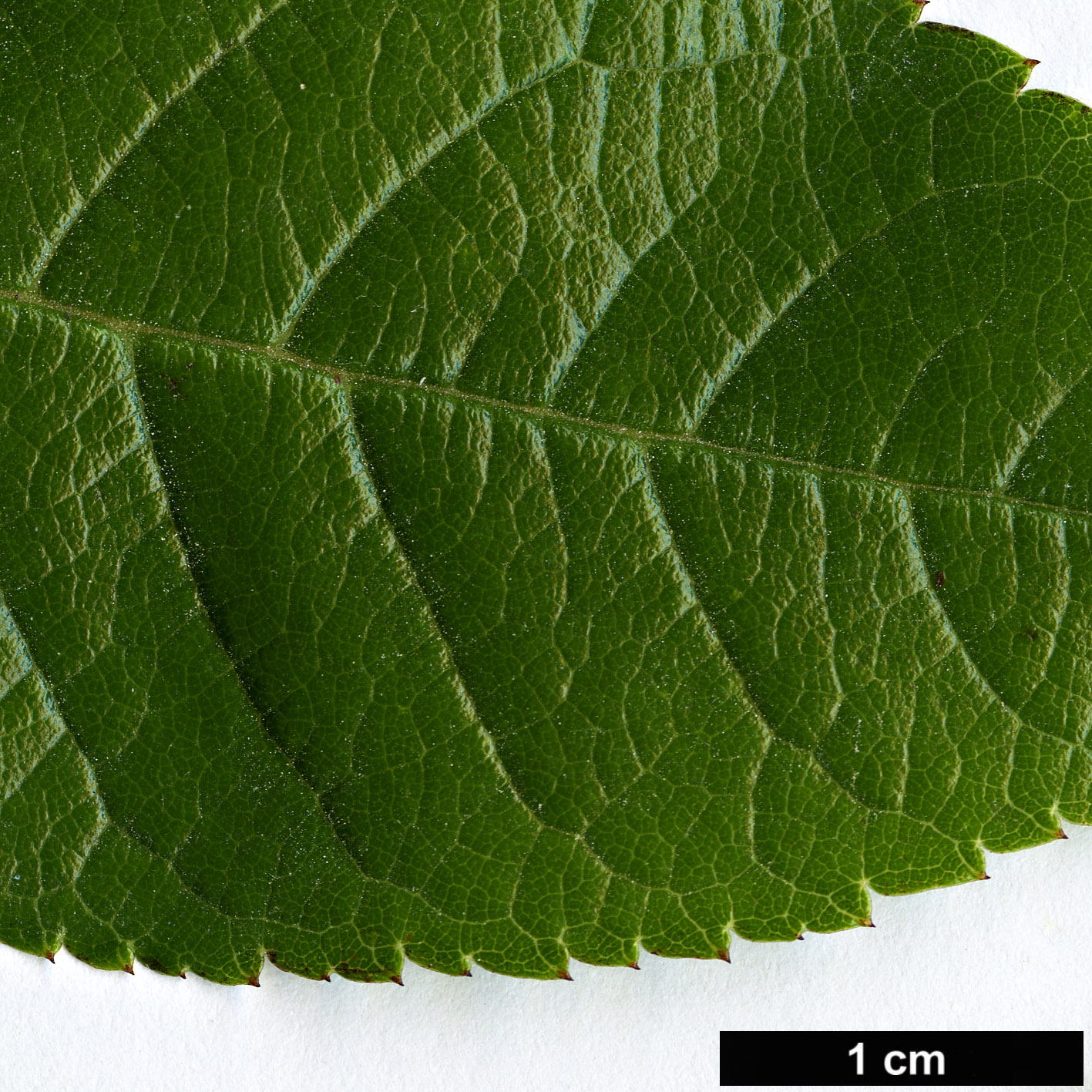High resolution image: Family: Rosaceae - Genus: Rosa - Taxon: longicuspis