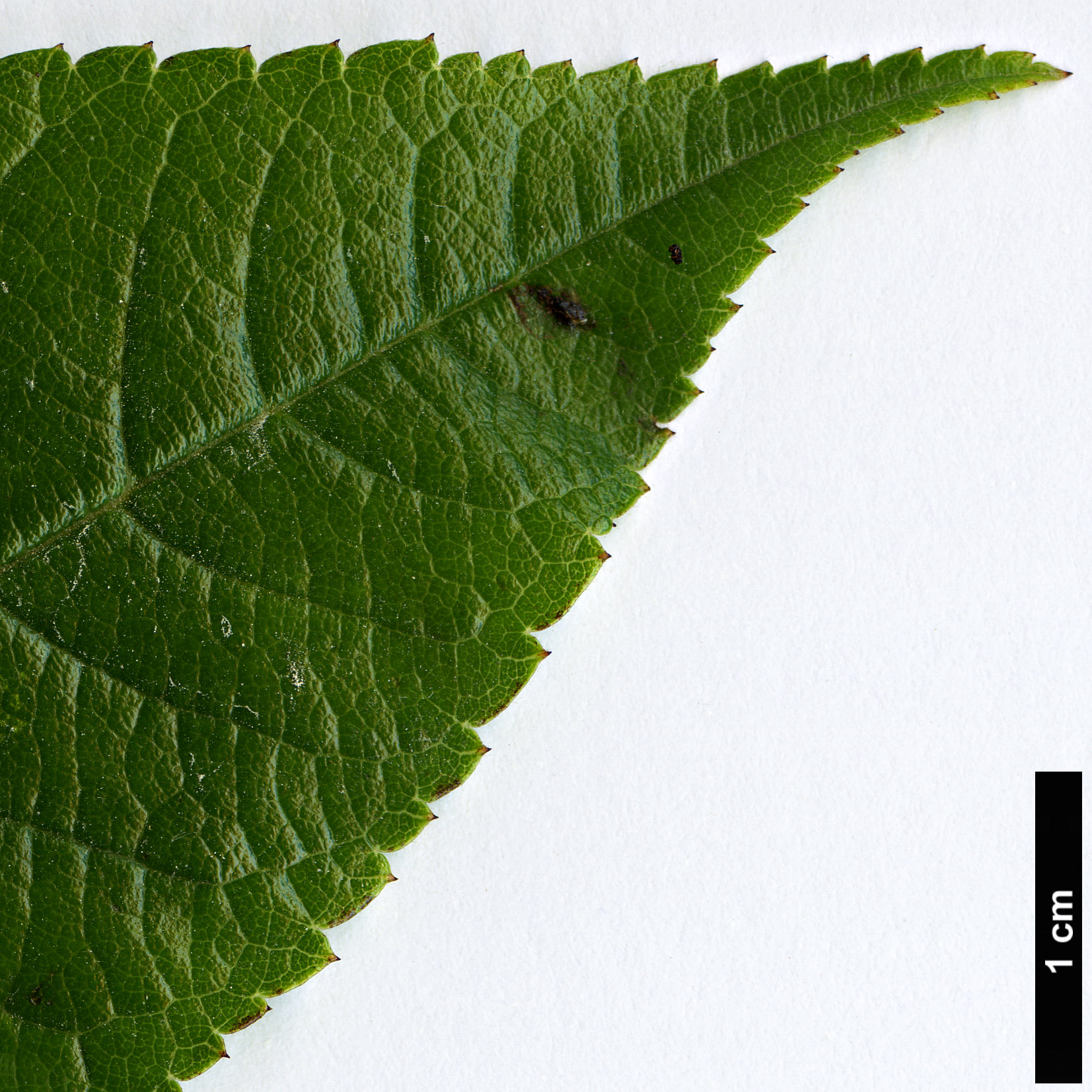 High resolution image: Family: Rosaceae - Genus: Rosa - Taxon: longicuspis High resolution image: Family: Rosaceae - Genus: Rosa - Taxon: longicuspis