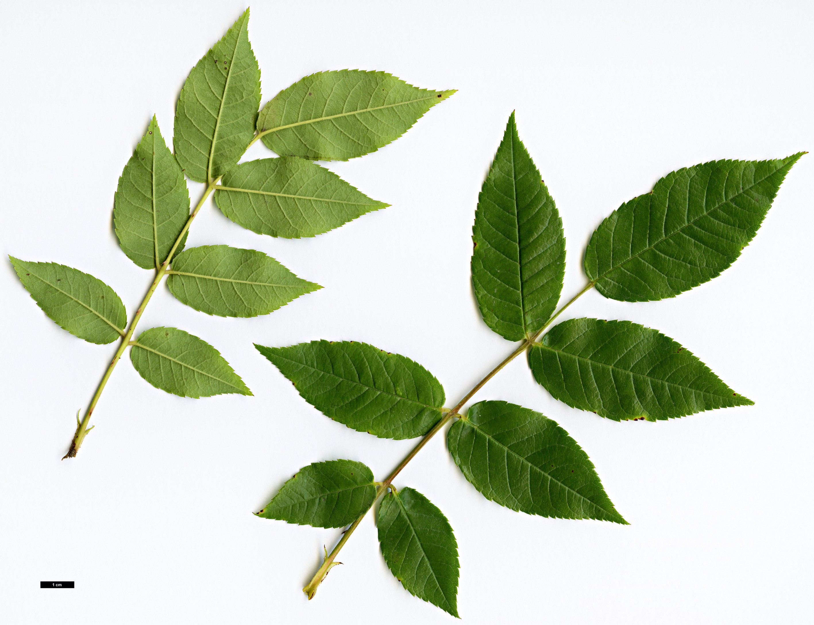 High resolution image: Family: Rosaceae - Genus: Rosa - Taxon: longicuspis High resolution image: Family: Rosaceae - Genus: Rosa - Taxon: longicuspis