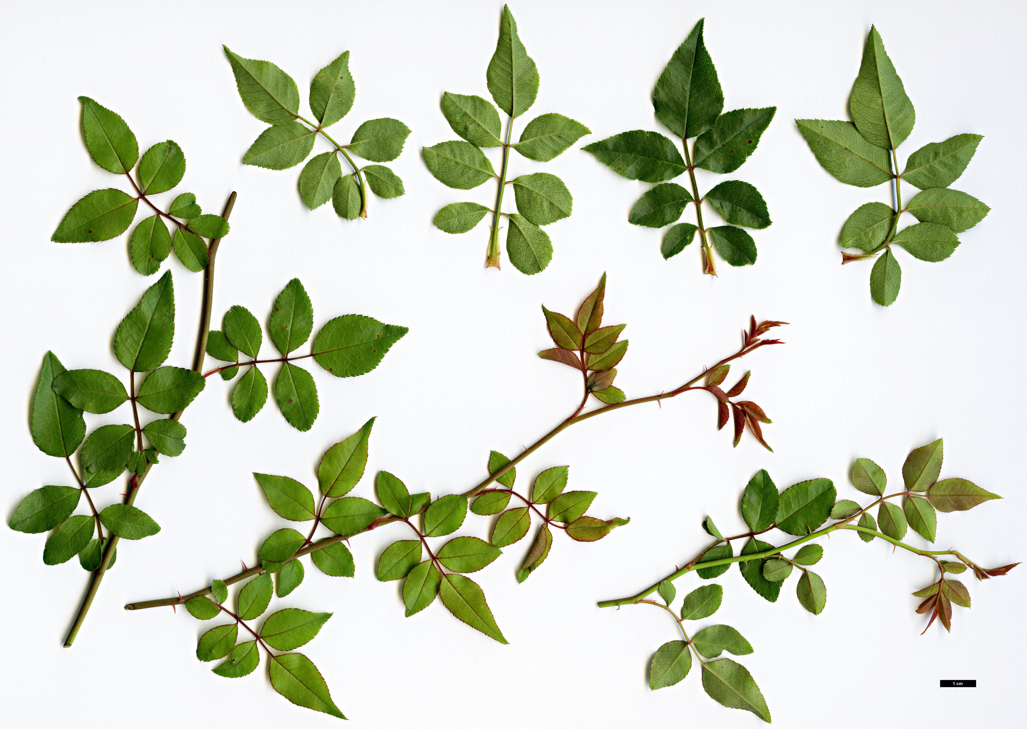 High resolution image: Family: Rosaceae - Genus: Rosa - Taxon: lucieae High resolution image: Family: Rosaceae - Genus: Rosa - Taxon: lucieae