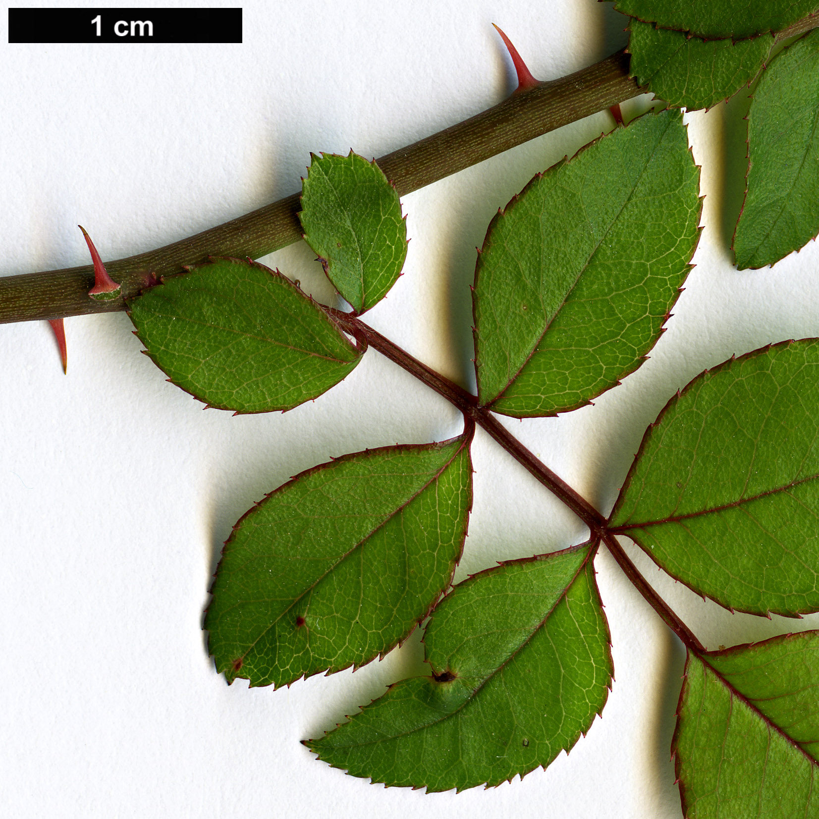 High resolution image: Family: Rosaceae - Genus: Rosa - Taxon: lucieae