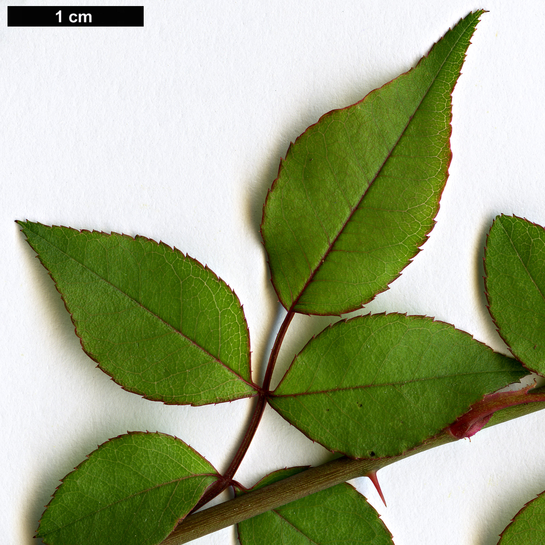 High resolution image: Family: Rosaceae - Genus: Rosa - Taxon: lucieae