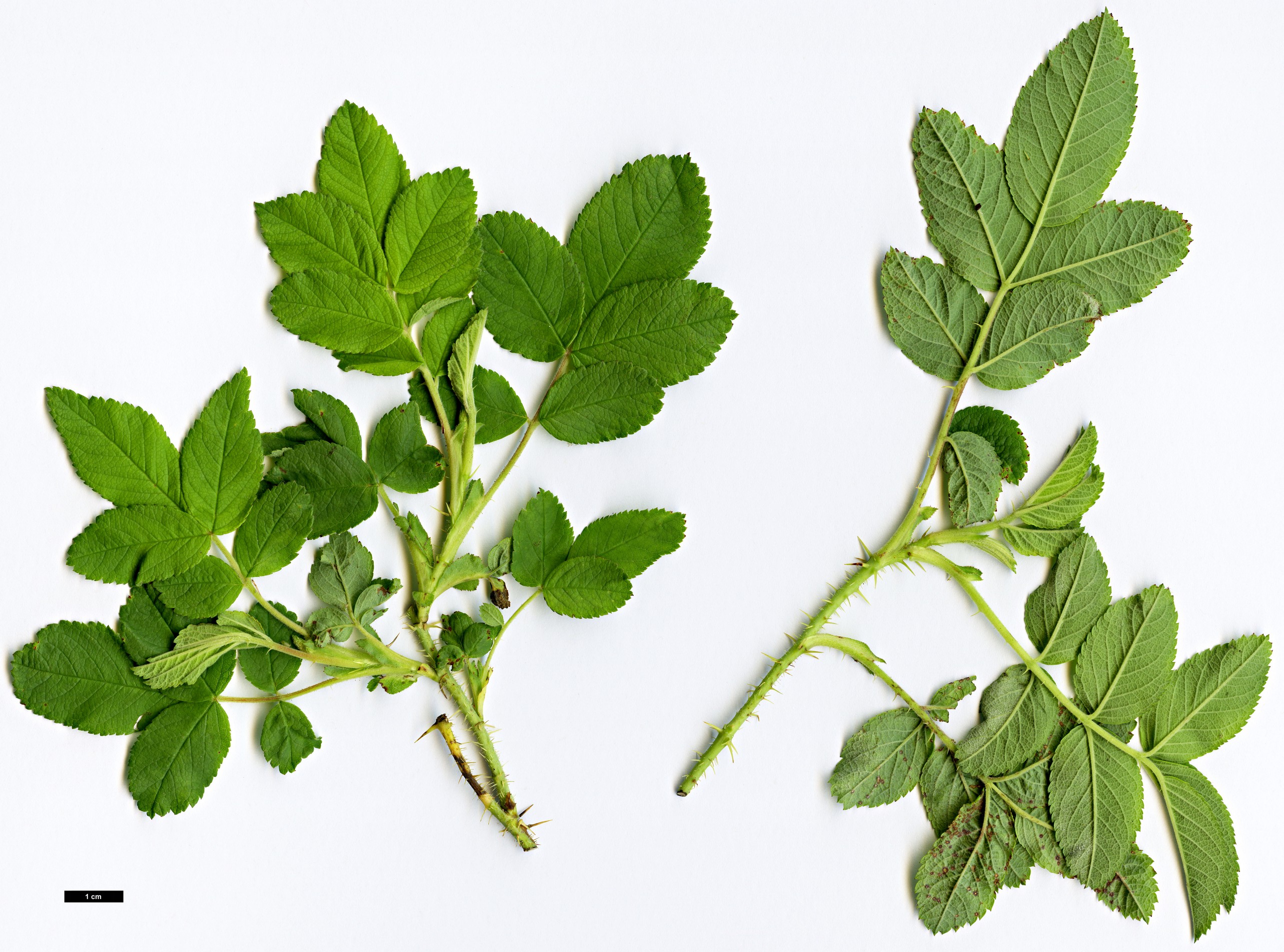 High resolution image: Family: Rosaceae - Genus: Rosa - Taxon: majalis