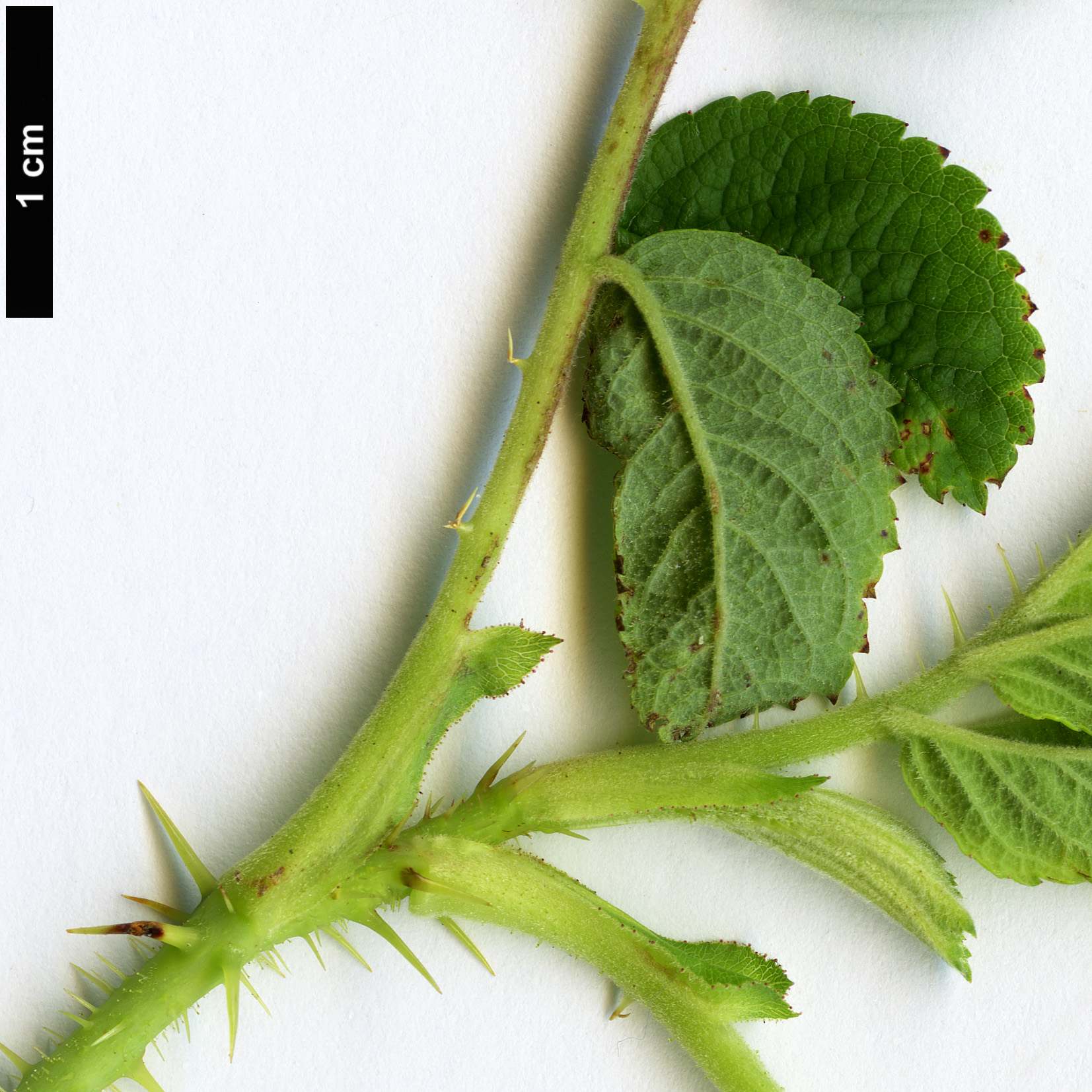 High resolution image: Family: Rosaceae - Genus: Rosa - Taxon: majalis High resolution image: Family: Rosaceae - Genus: Rosa - Taxon: majalis