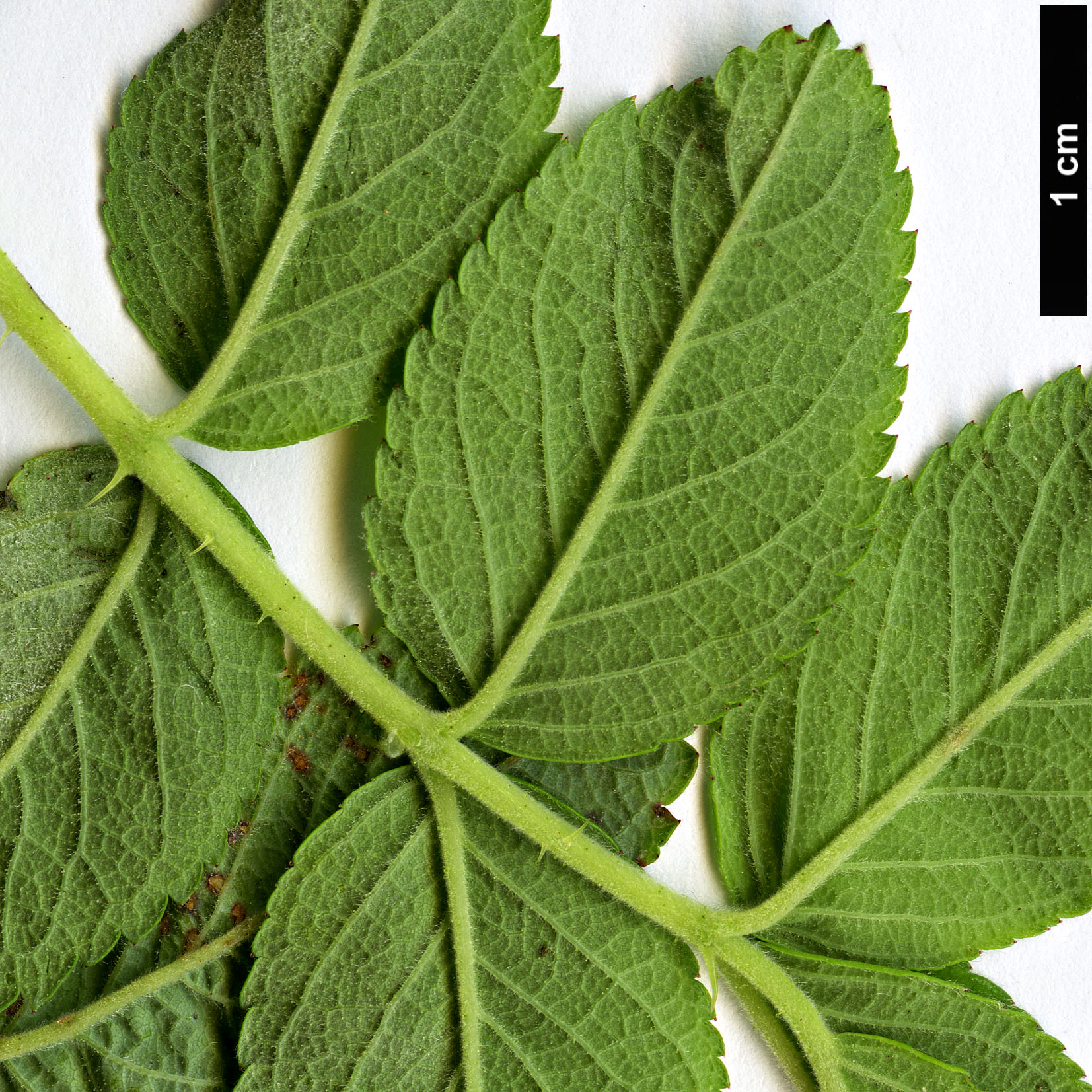 High resolution image: Family: Rosaceae - Genus: Rosa - Taxon: majalis High resolution image: Family: Rosaceae - Genus: Rosa - Taxon: majalis