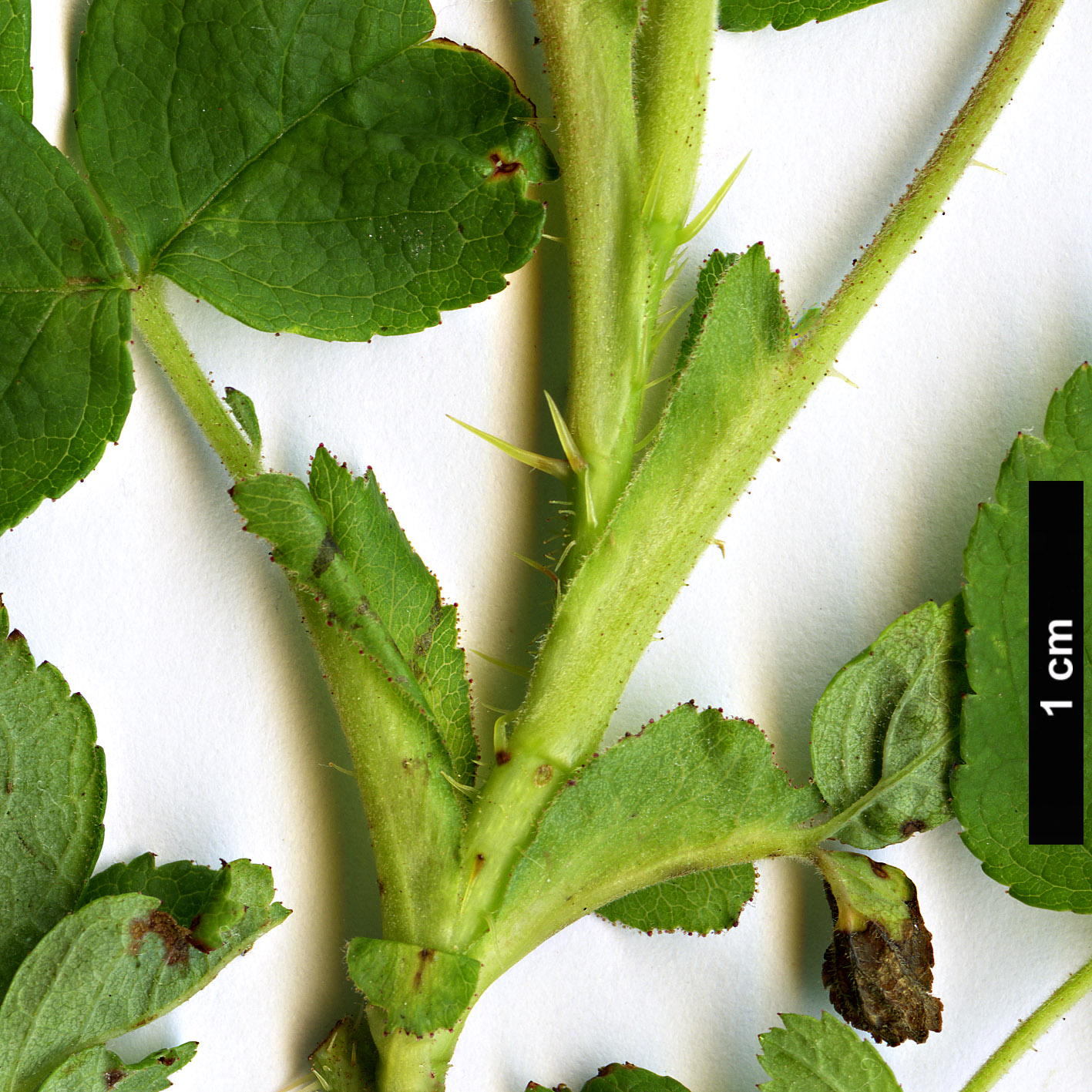 High resolution image: Family: Rosaceae - Genus: Rosa - Taxon: majalis High resolution image: Family: Rosaceae - Genus: Rosa - Taxon: majalis